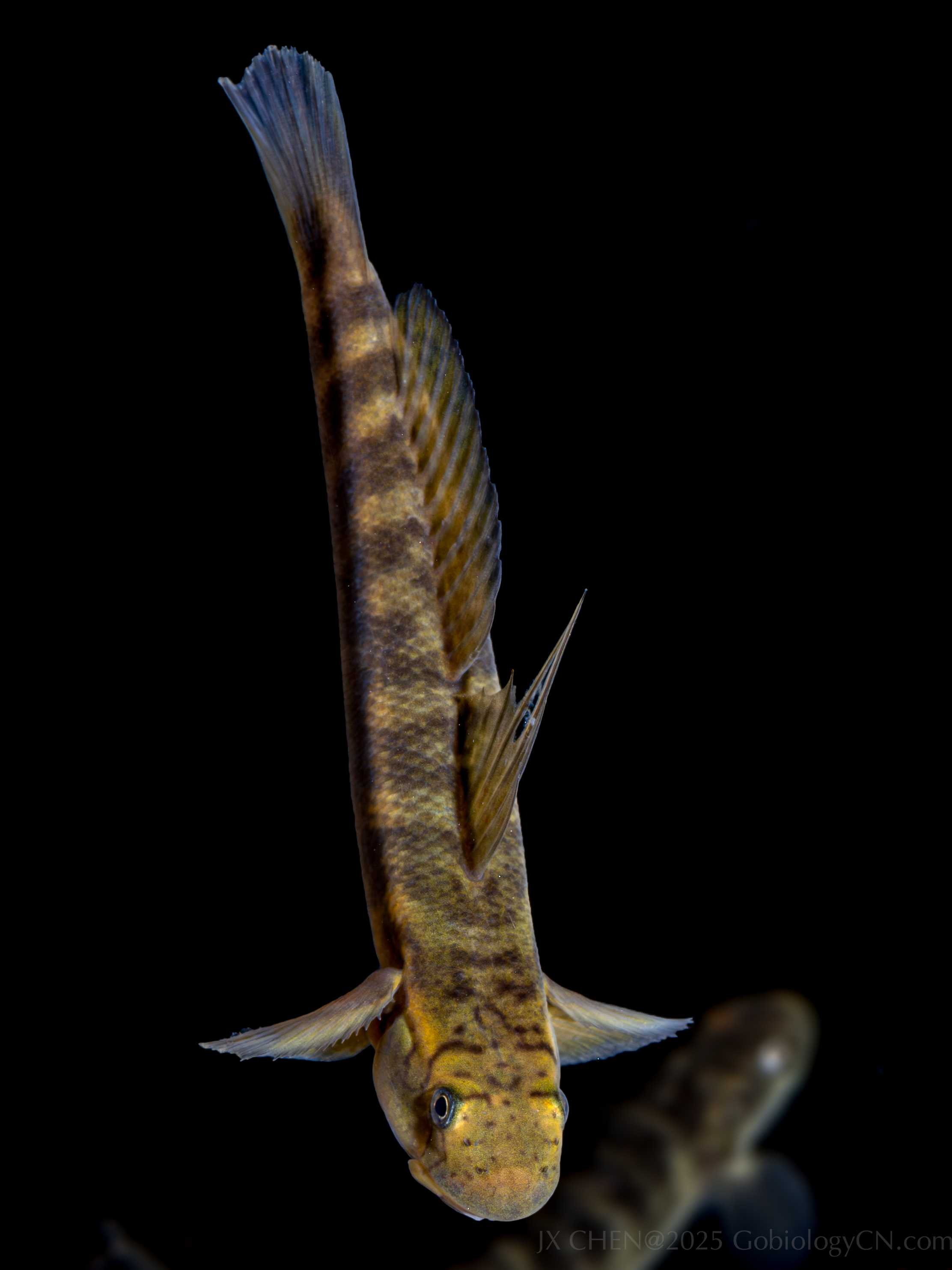 Sicyopterus japonicus 2