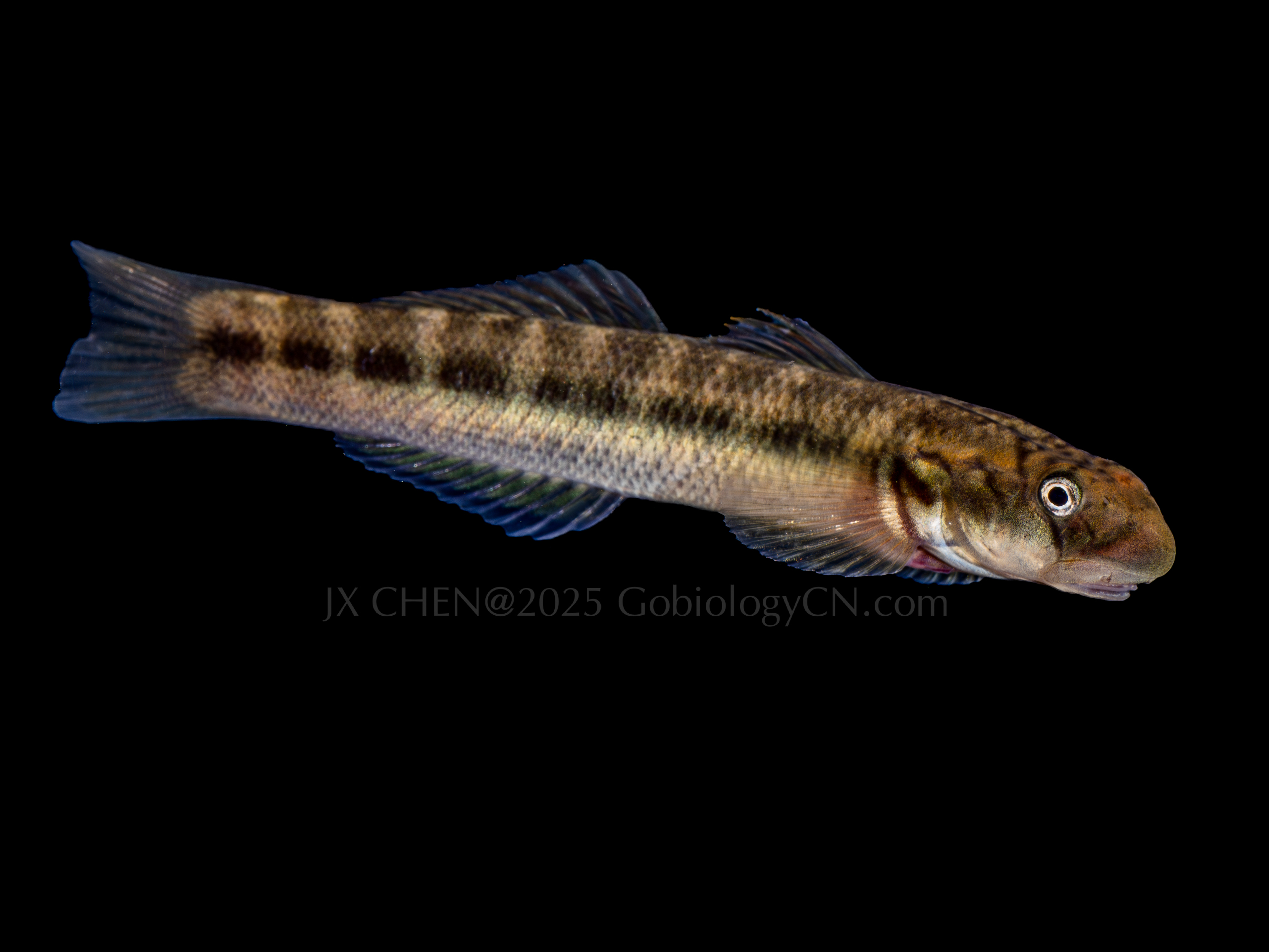 Sicyopterus japonicus 3