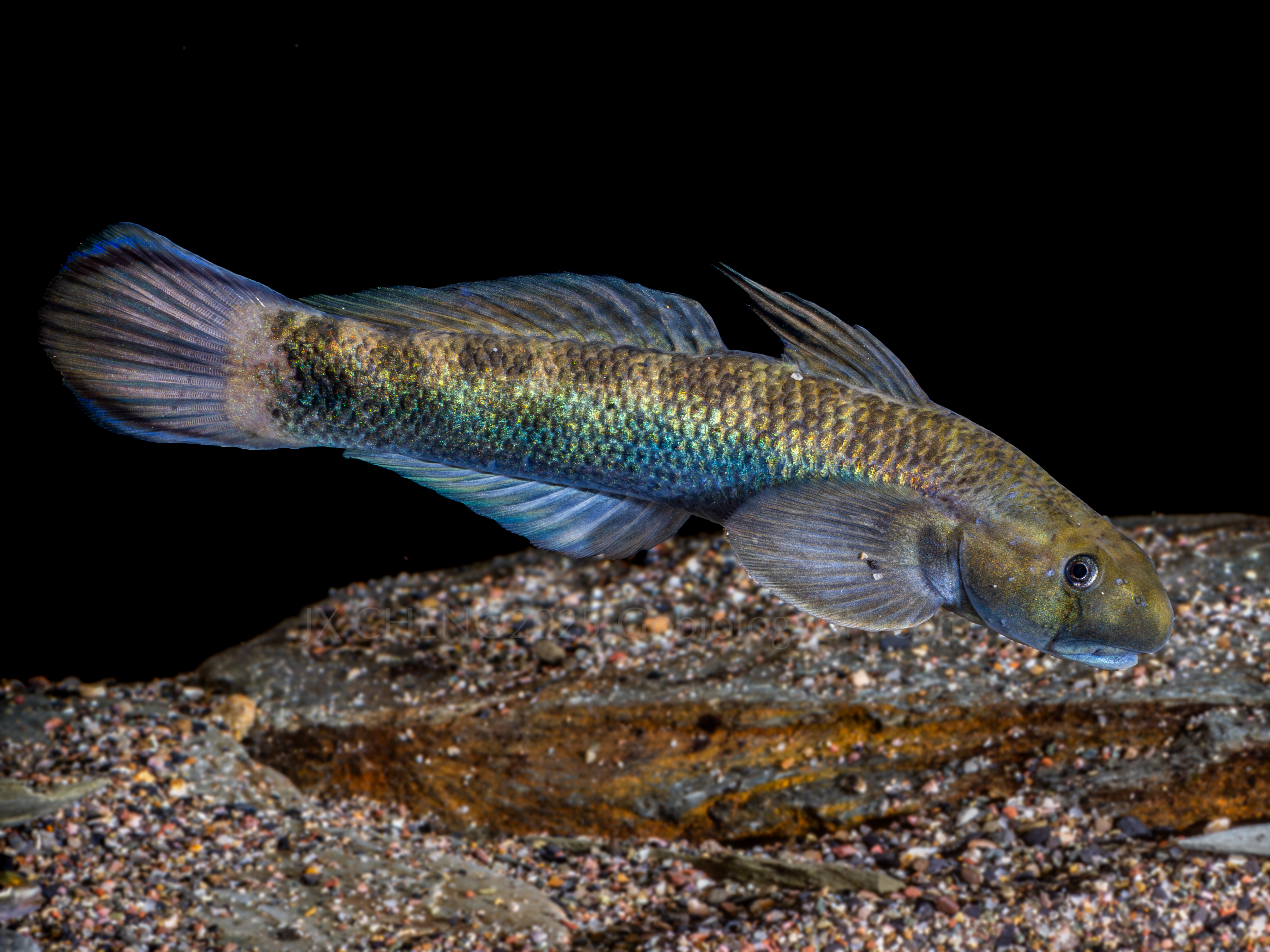 Sicyopterus lagocephalus 1