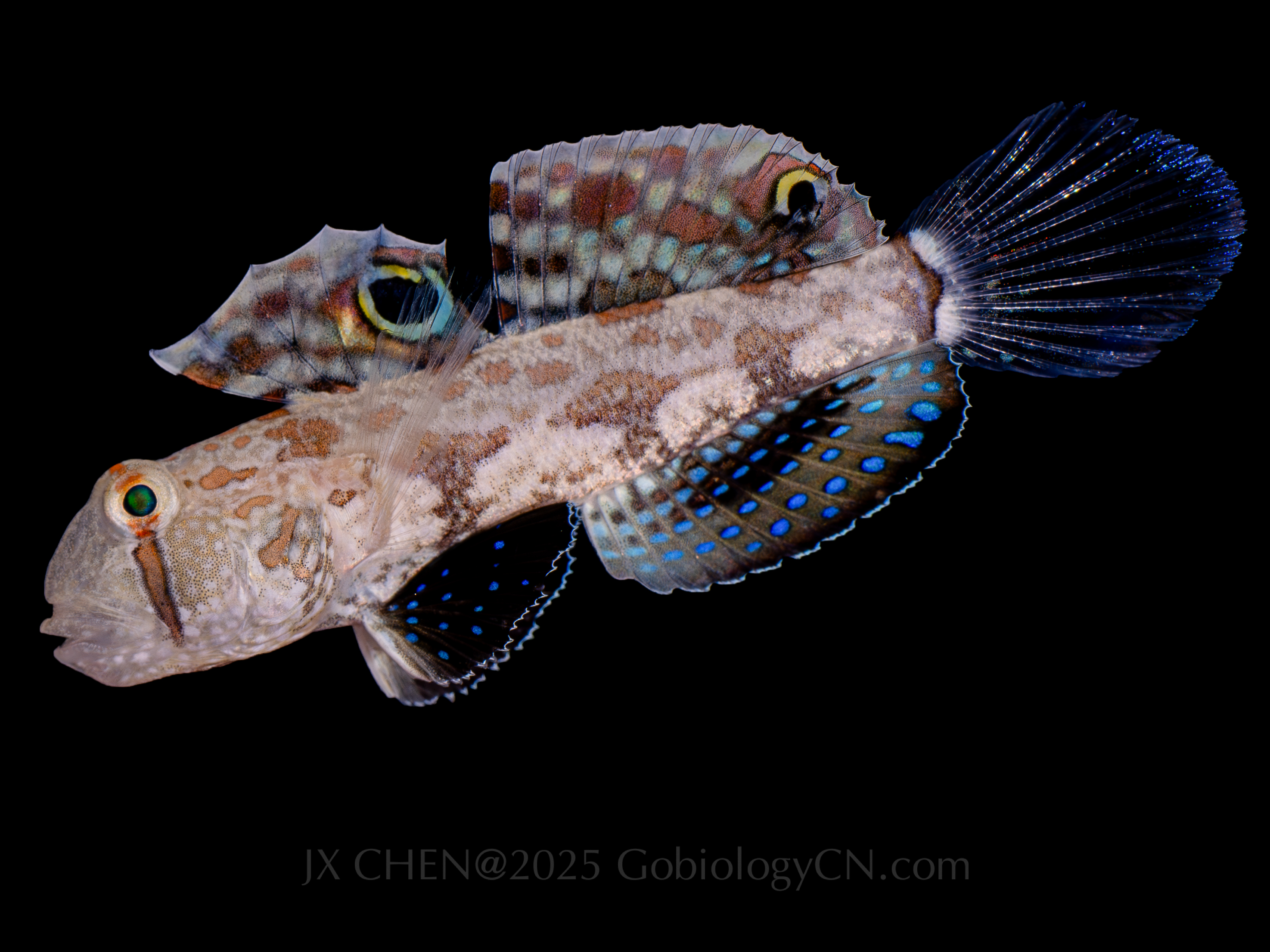 Signigobius biocellatus 1