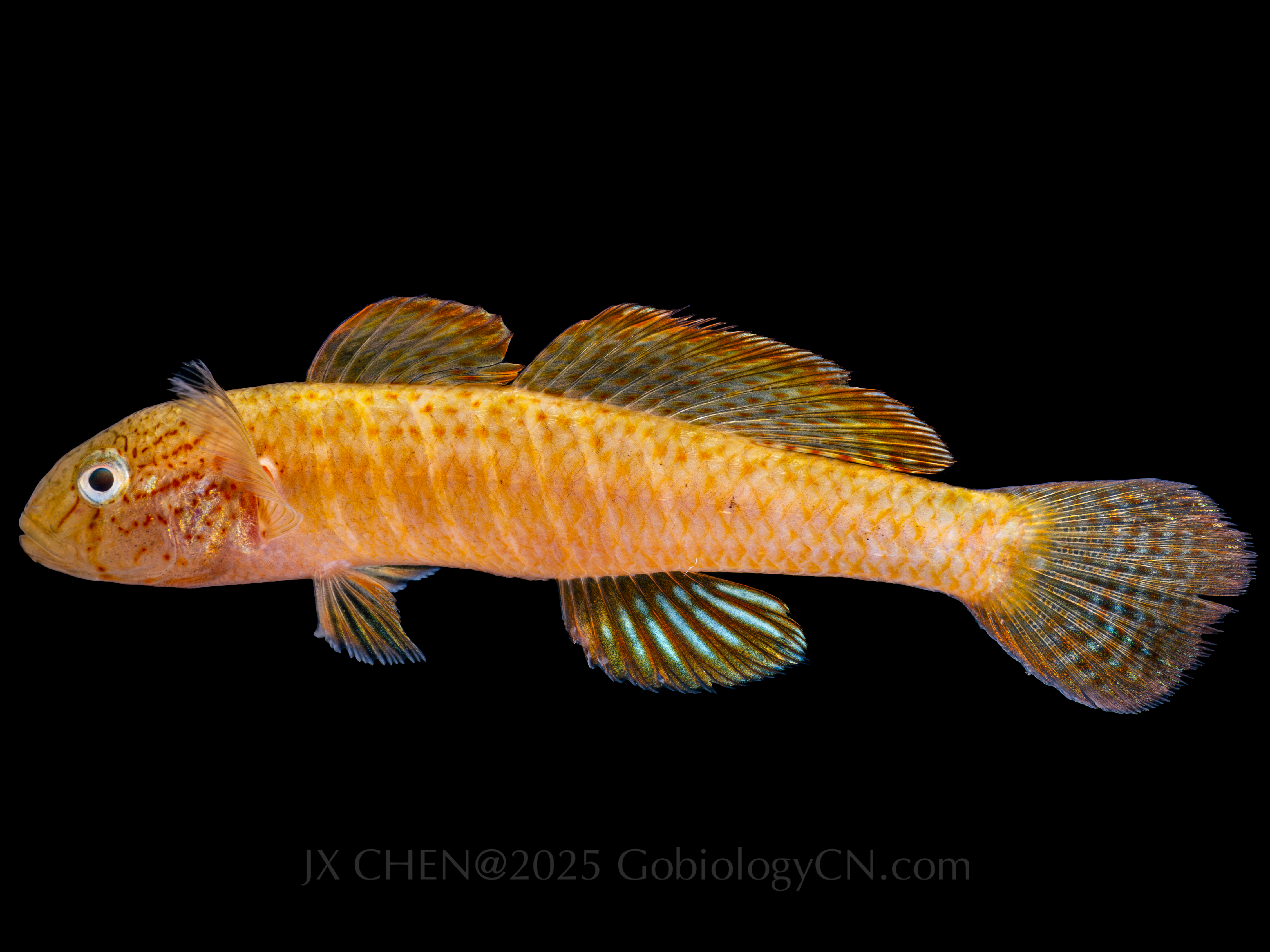 Sineleotris saccharae 1