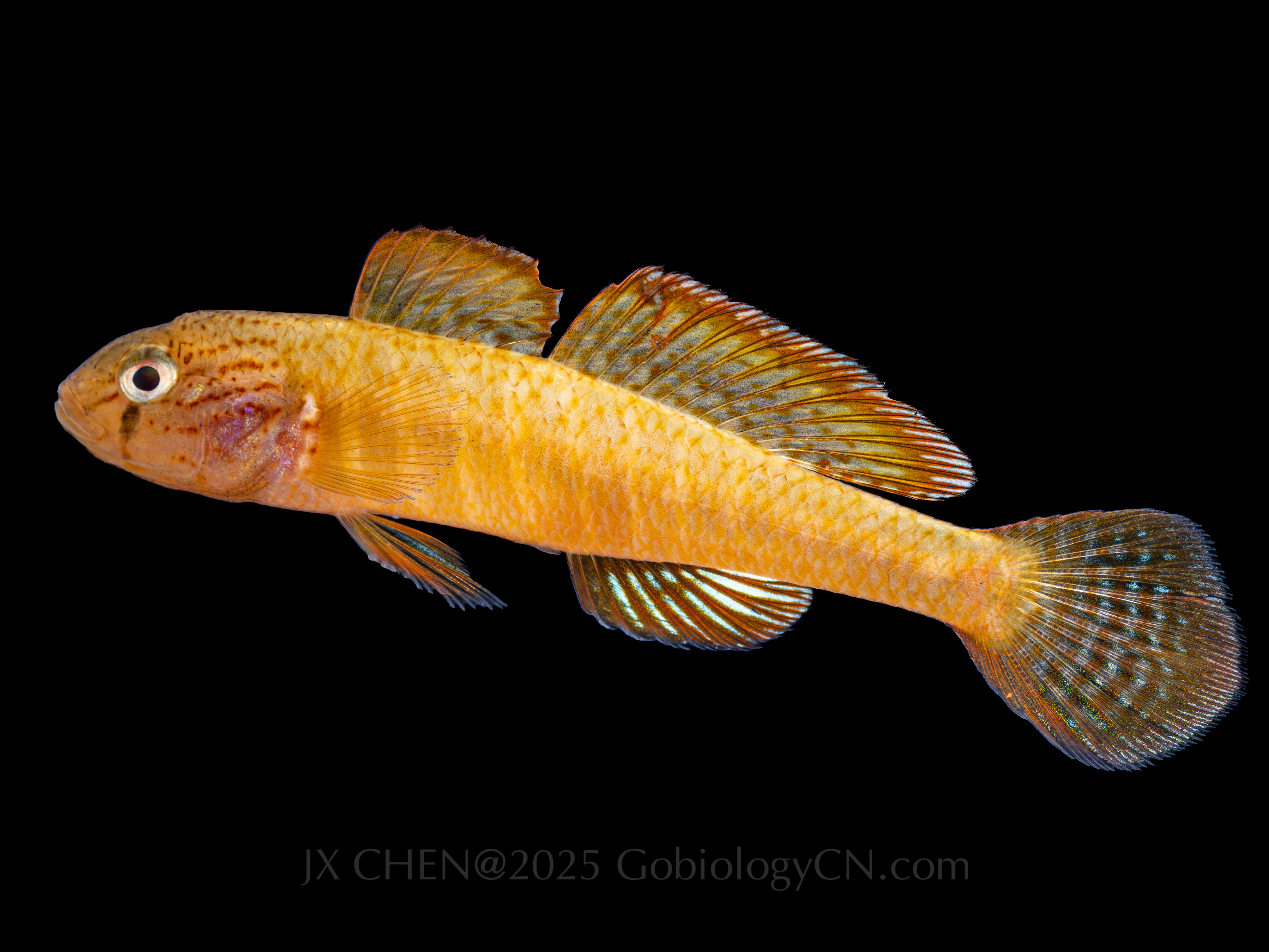 Sineleotris saccharae 2