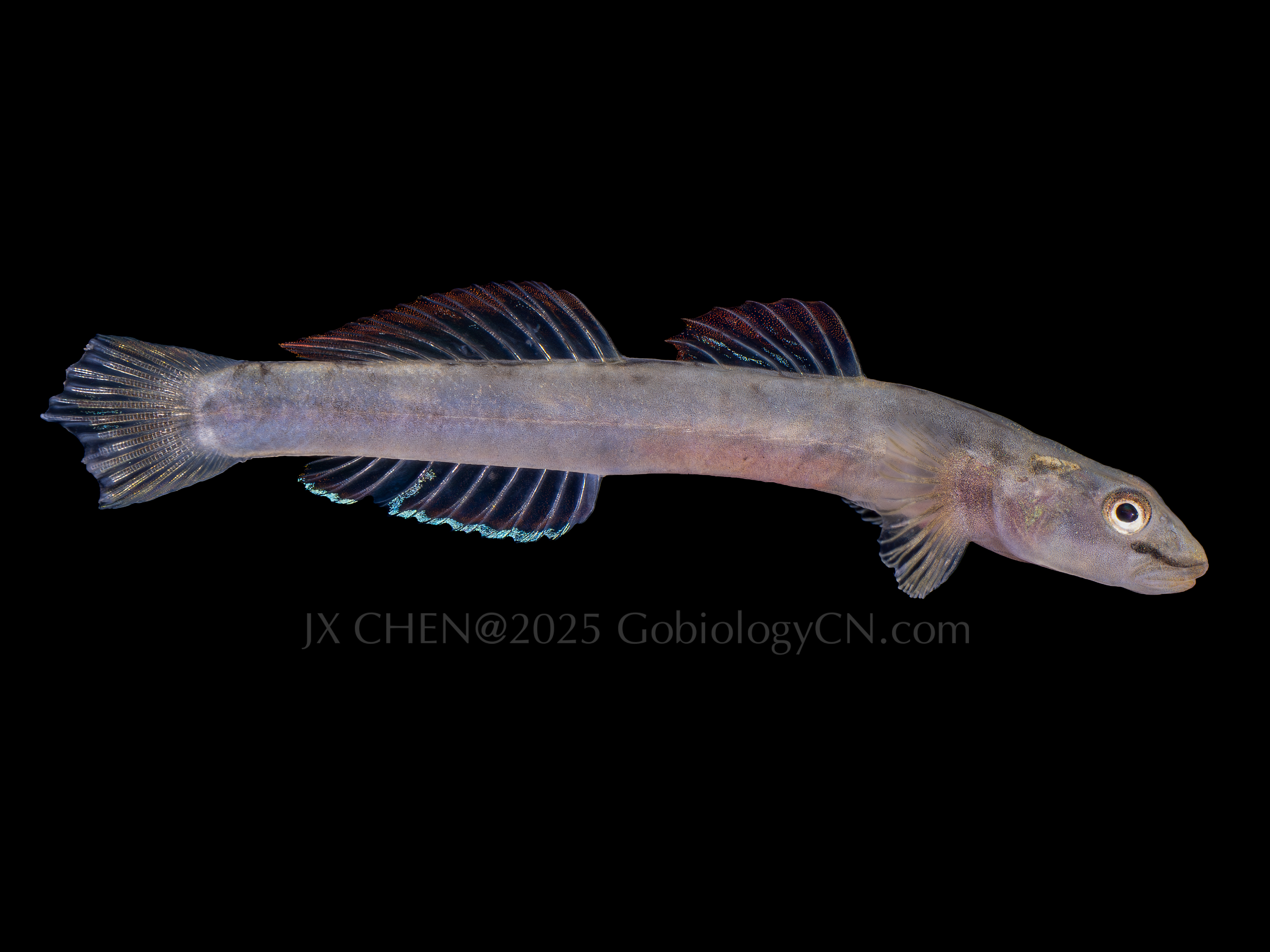 Smilosicyopus leprurus 1