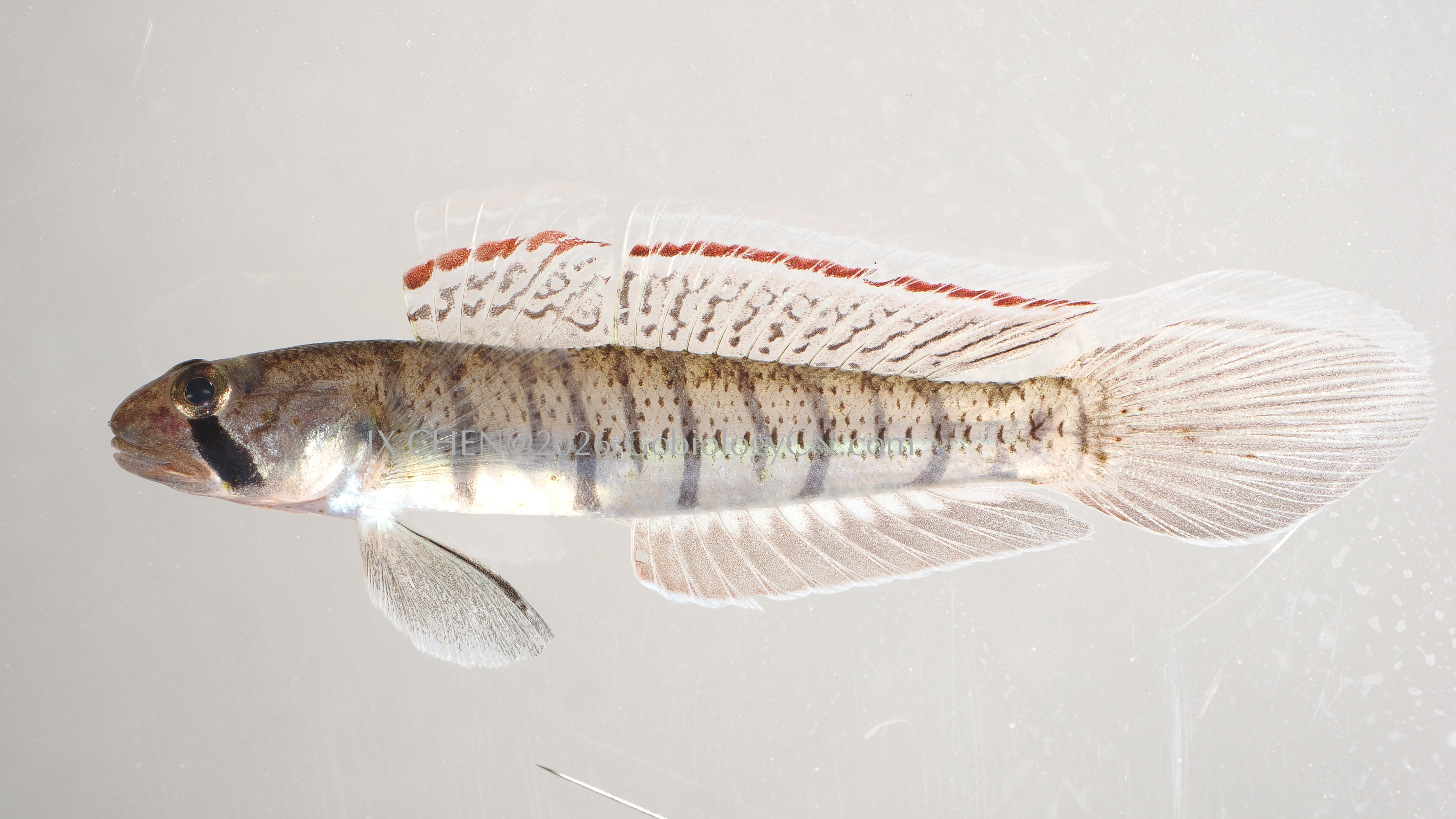 Stenogobius genivittatus 