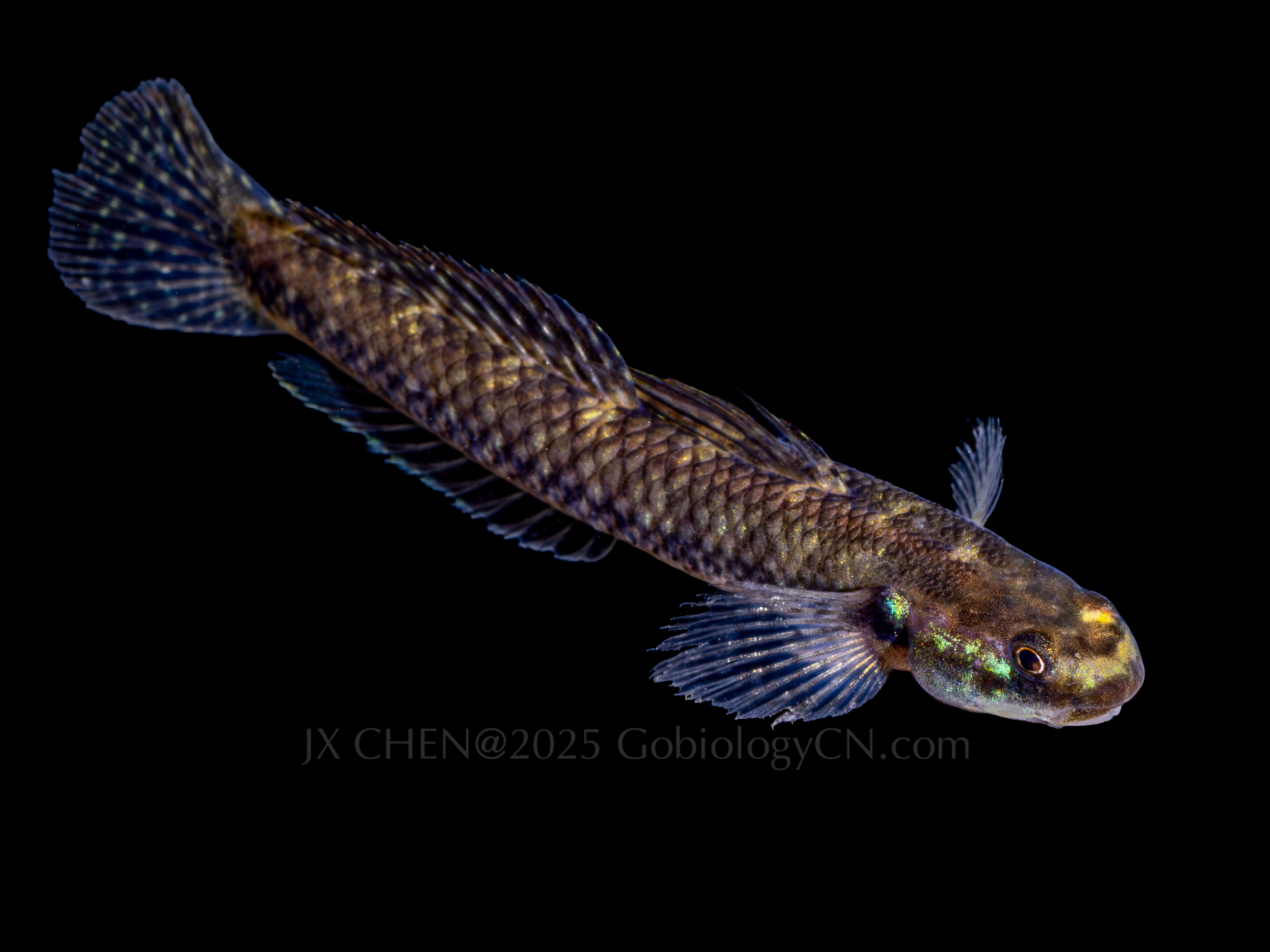 Stiphodon alcedo 1