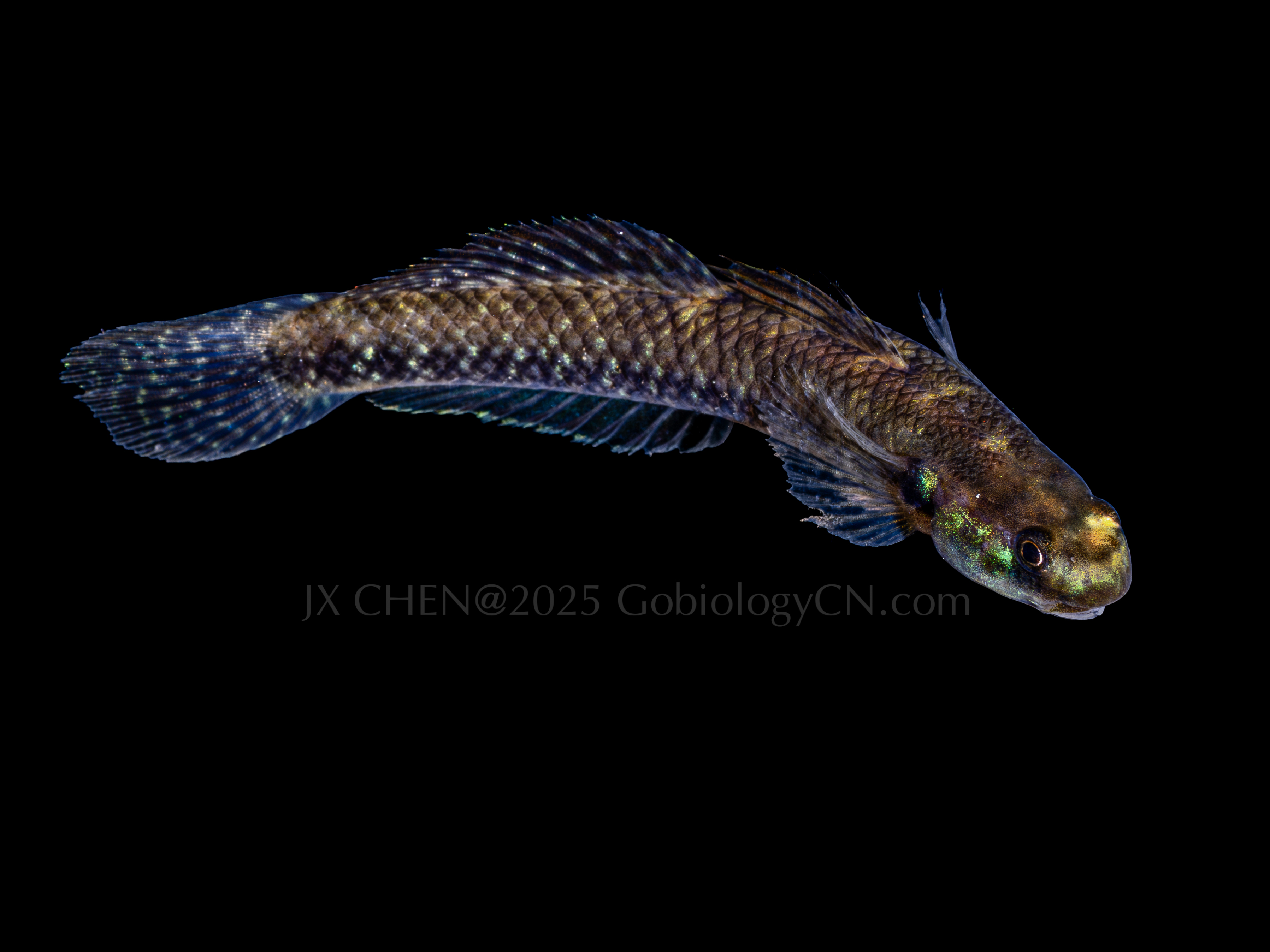 Stiphodon alcedo 2