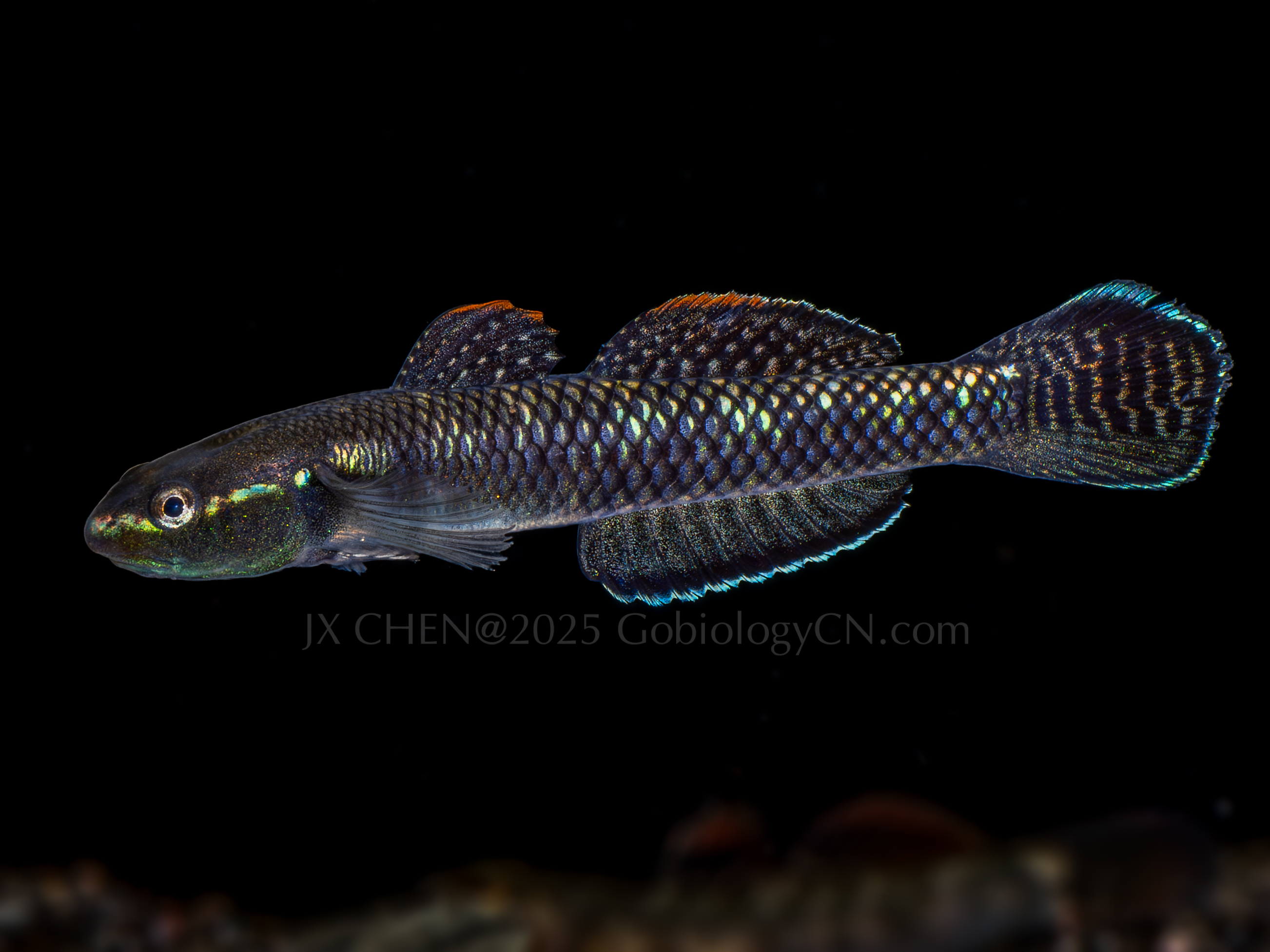 Stiphodon atropurpureus 1