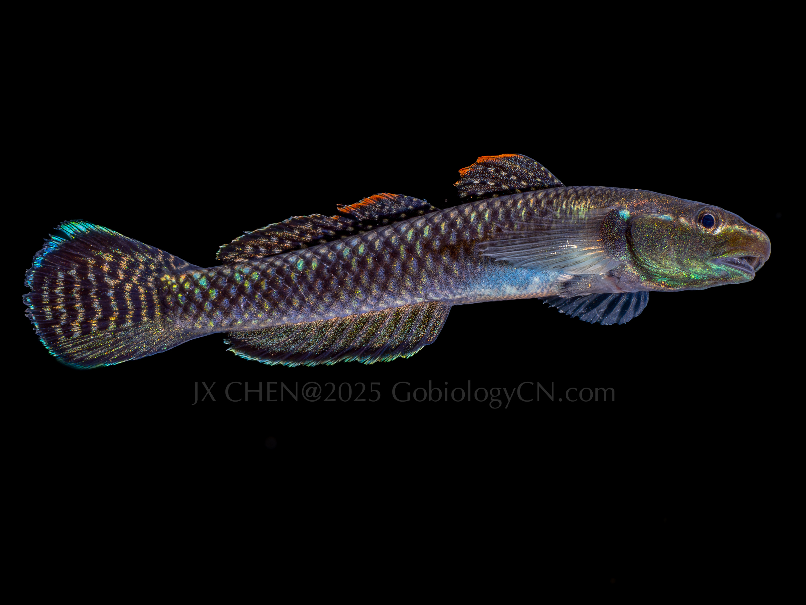 Stiphodon atropurpureus 2