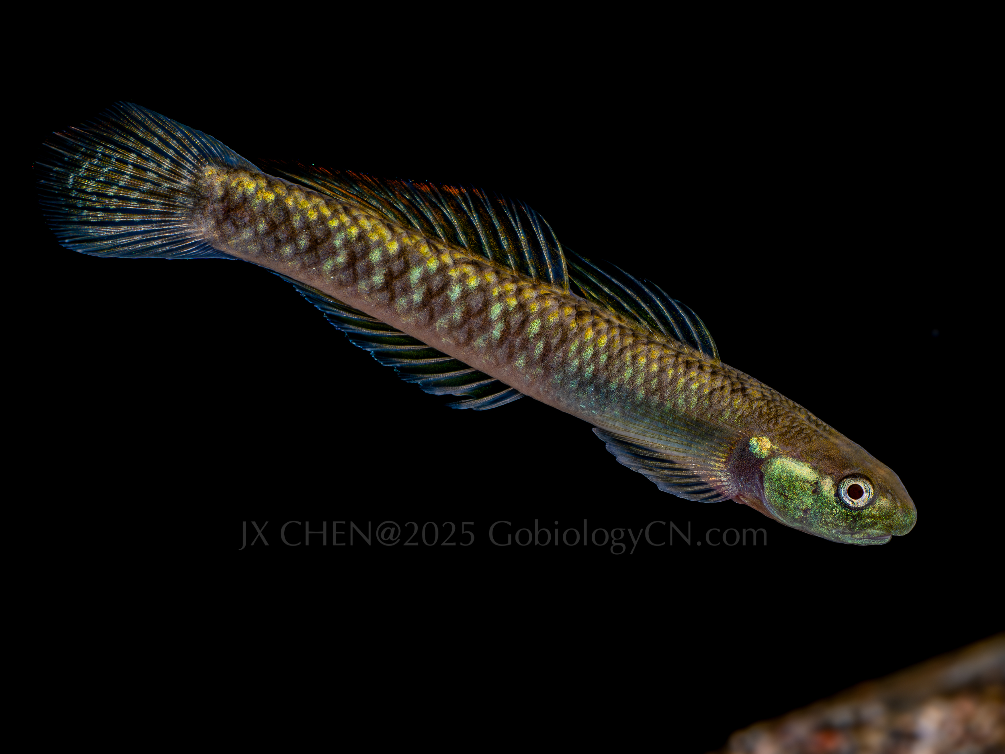 Stiphodon imperiorientis 1