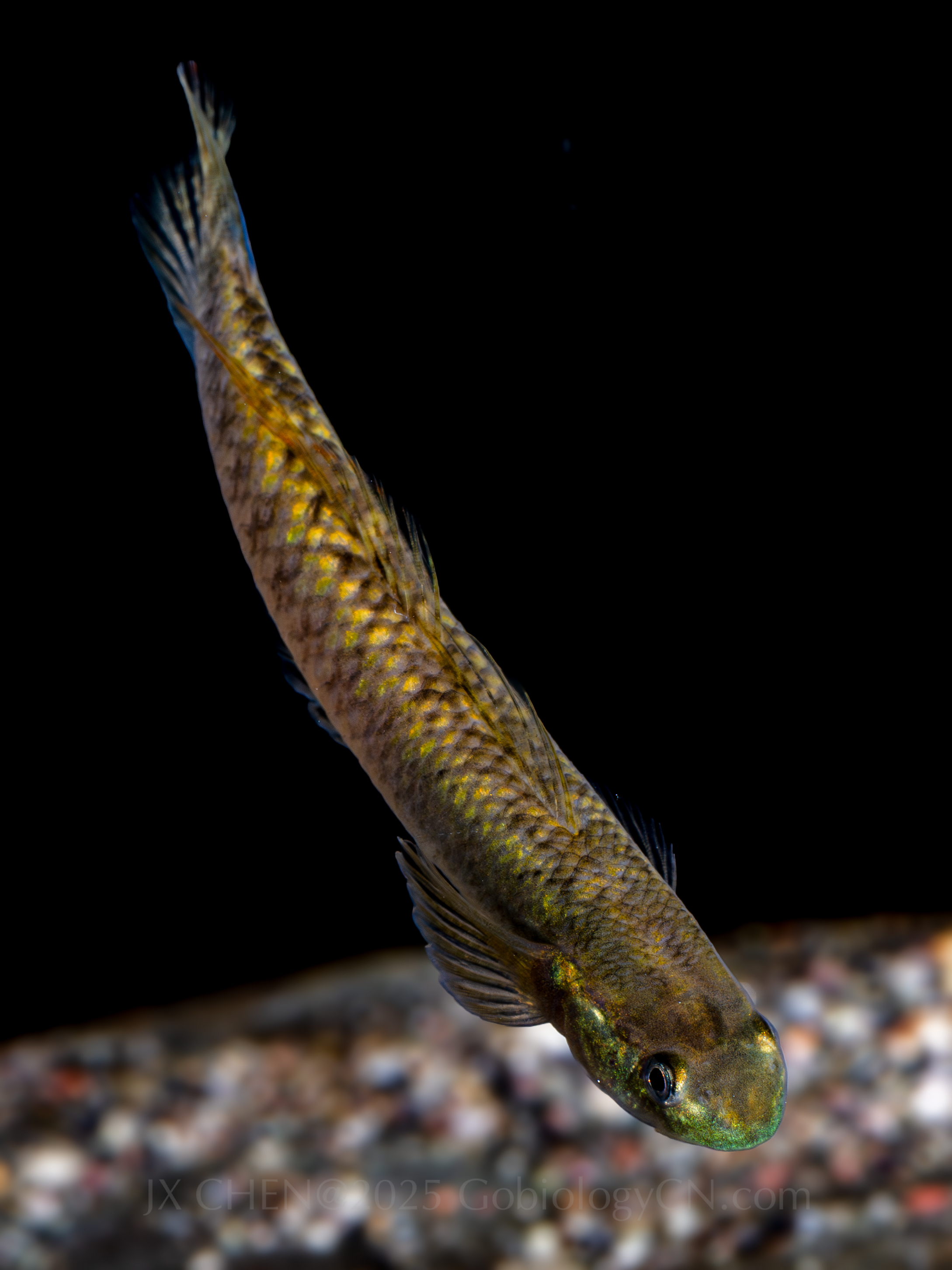 Stiphodon imperiorientis 2