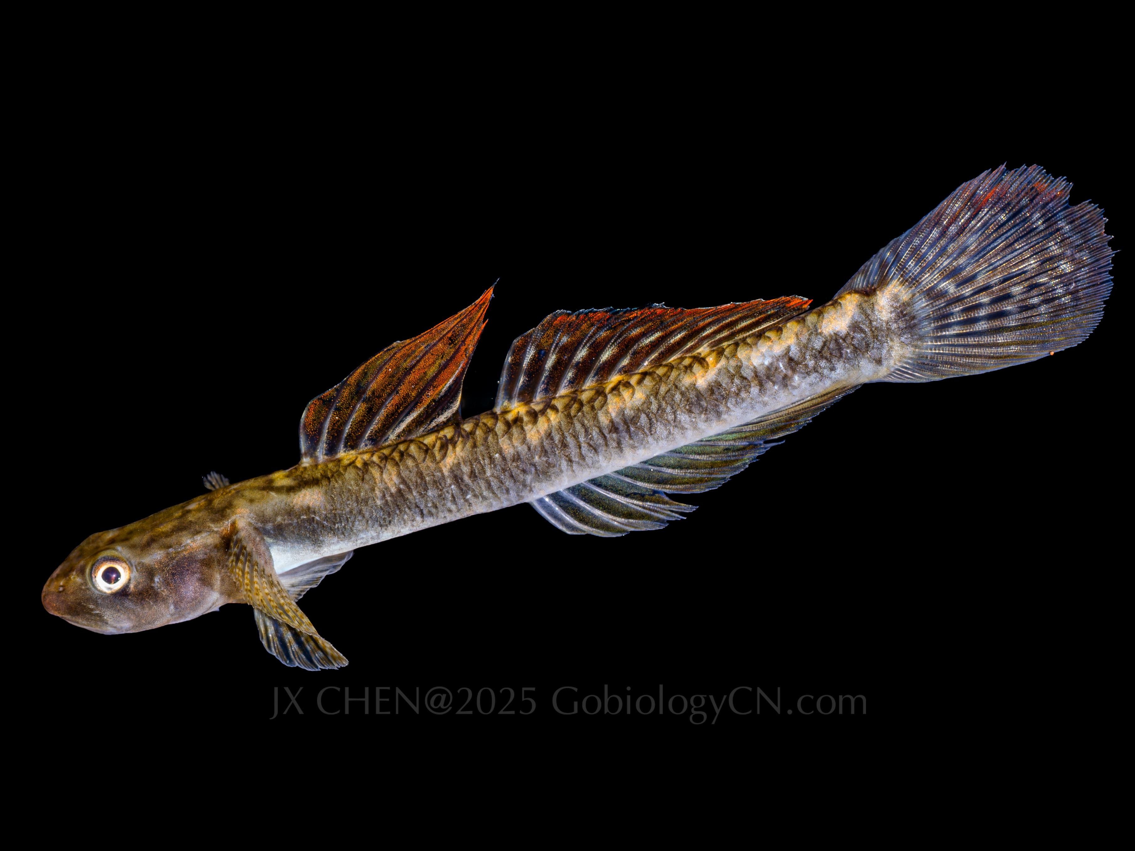 Stiphodon multisquamus 1