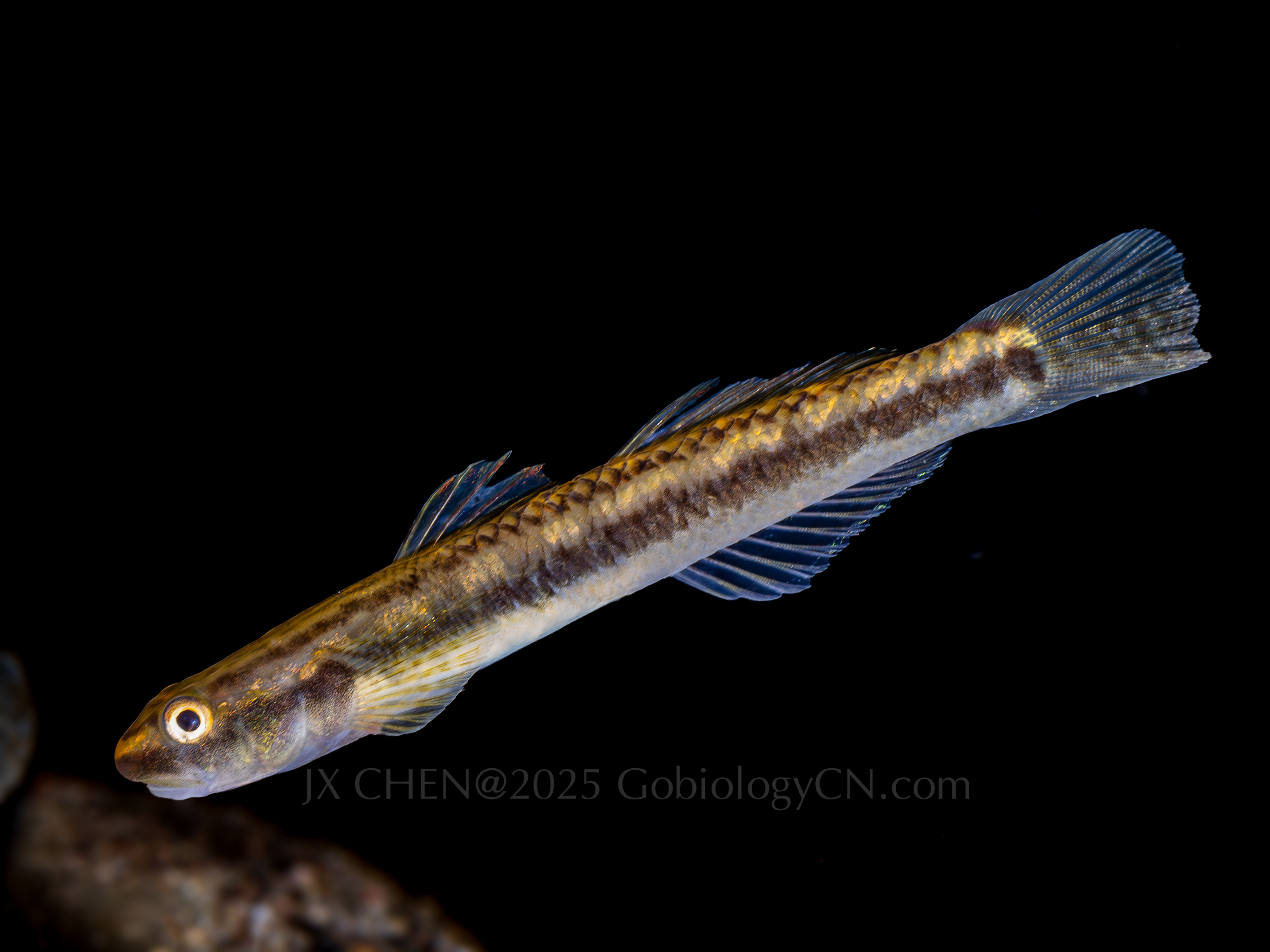 Stiphodon multisquamus 2