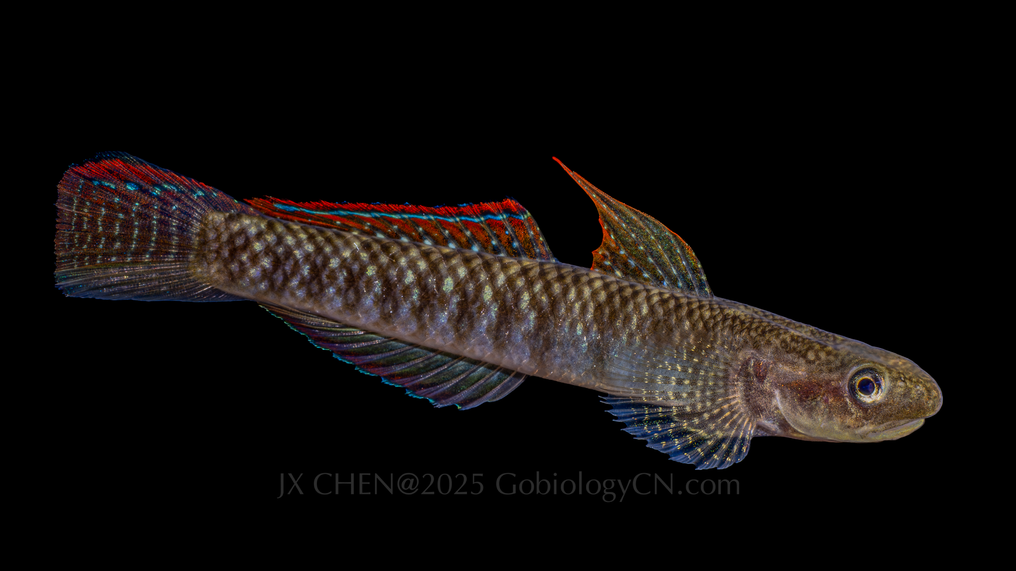 Stiphodon imperiorientis 1