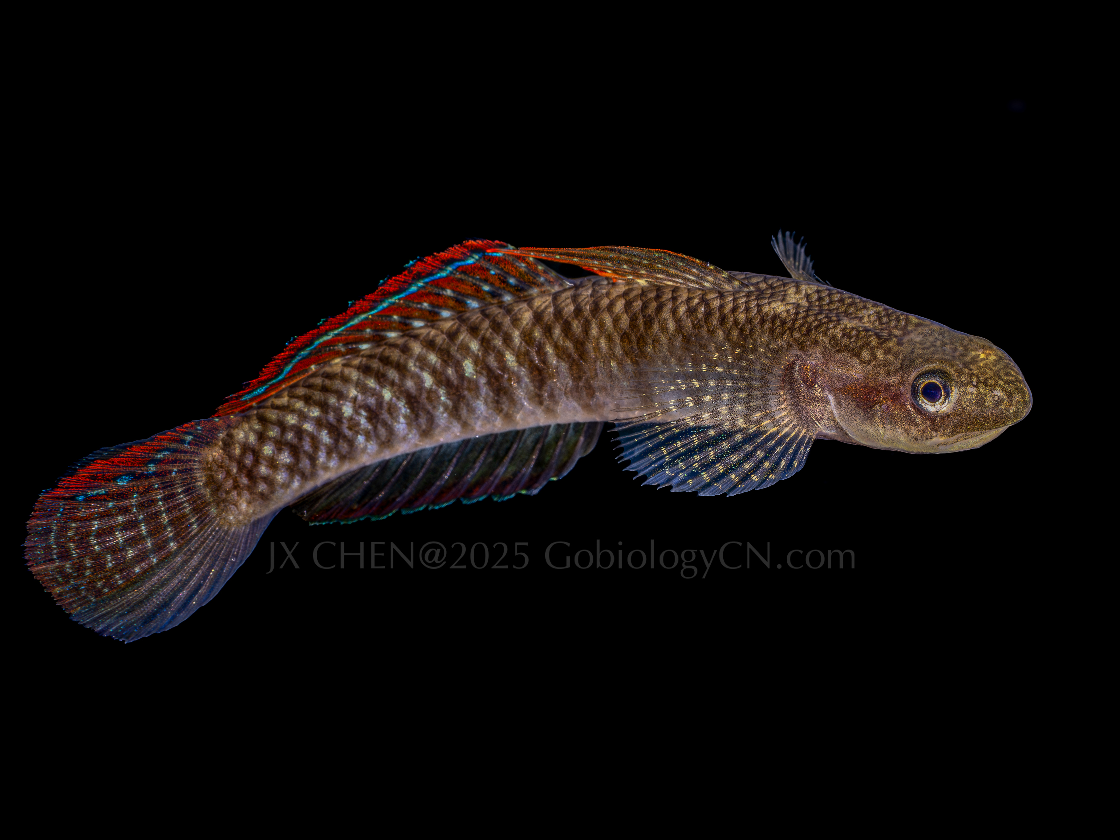 Stiphodon imperiorientis 2