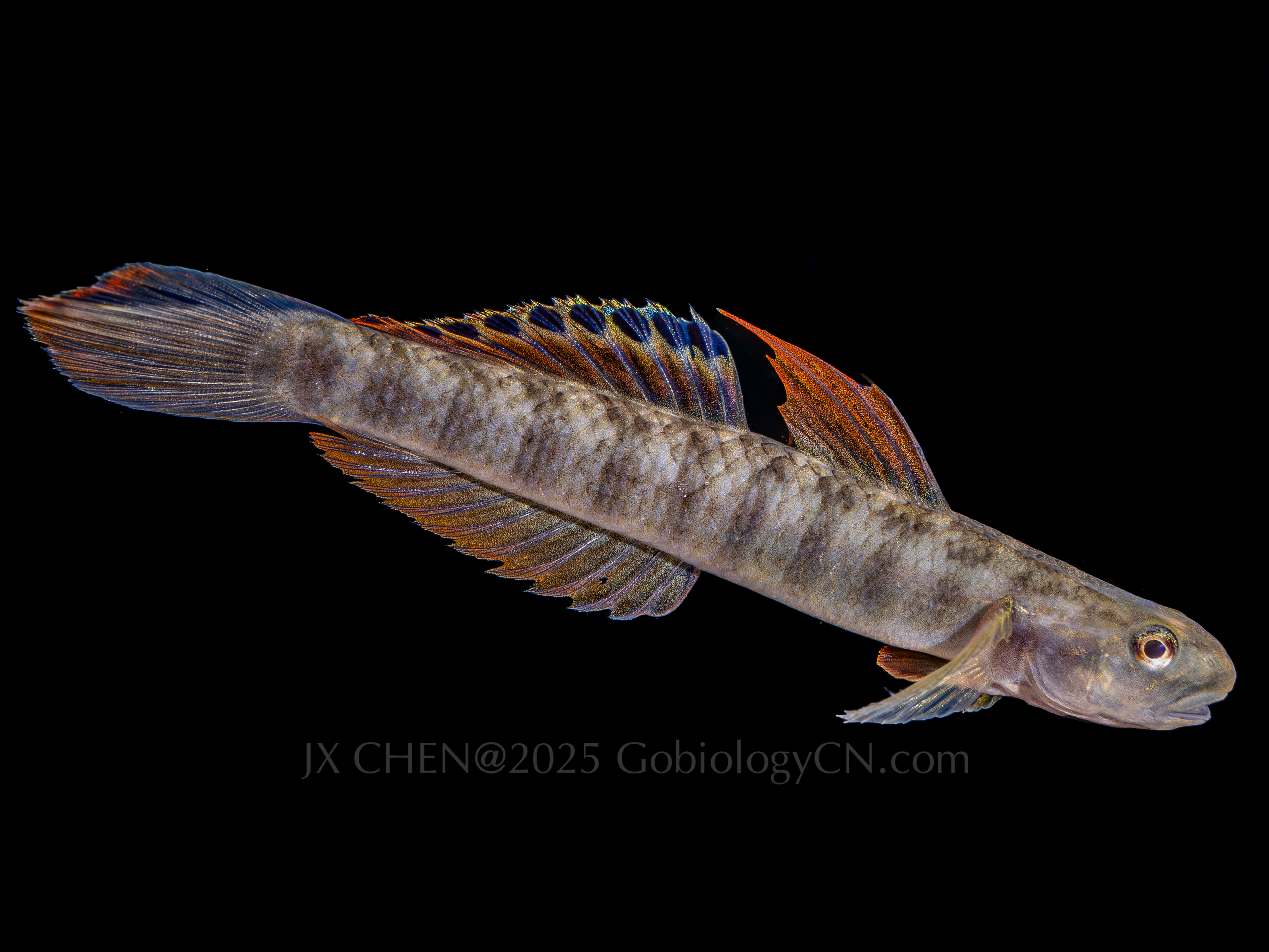 Stiphodon palawanensis 1