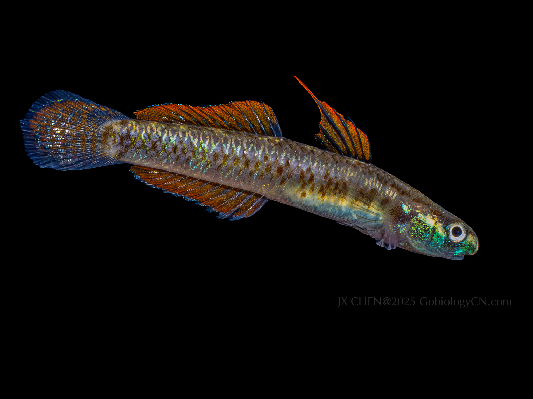 Stiphodon percnopterygionus 1