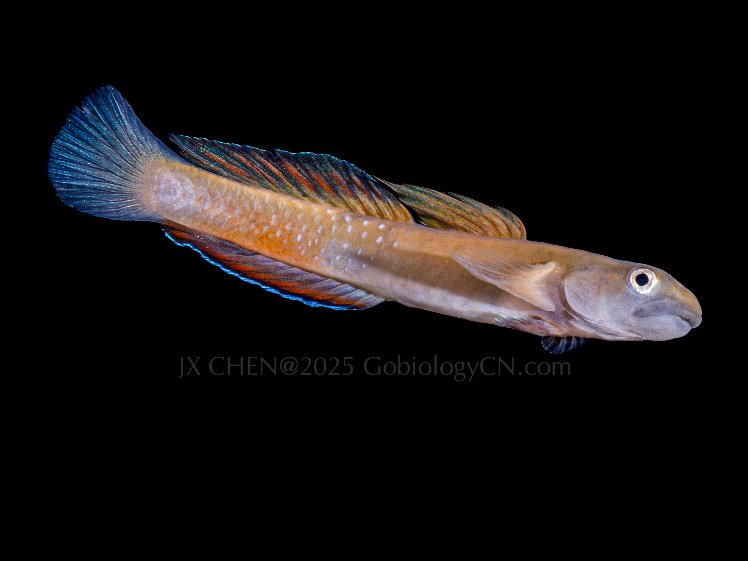 Sicyopus auxilimentus 1