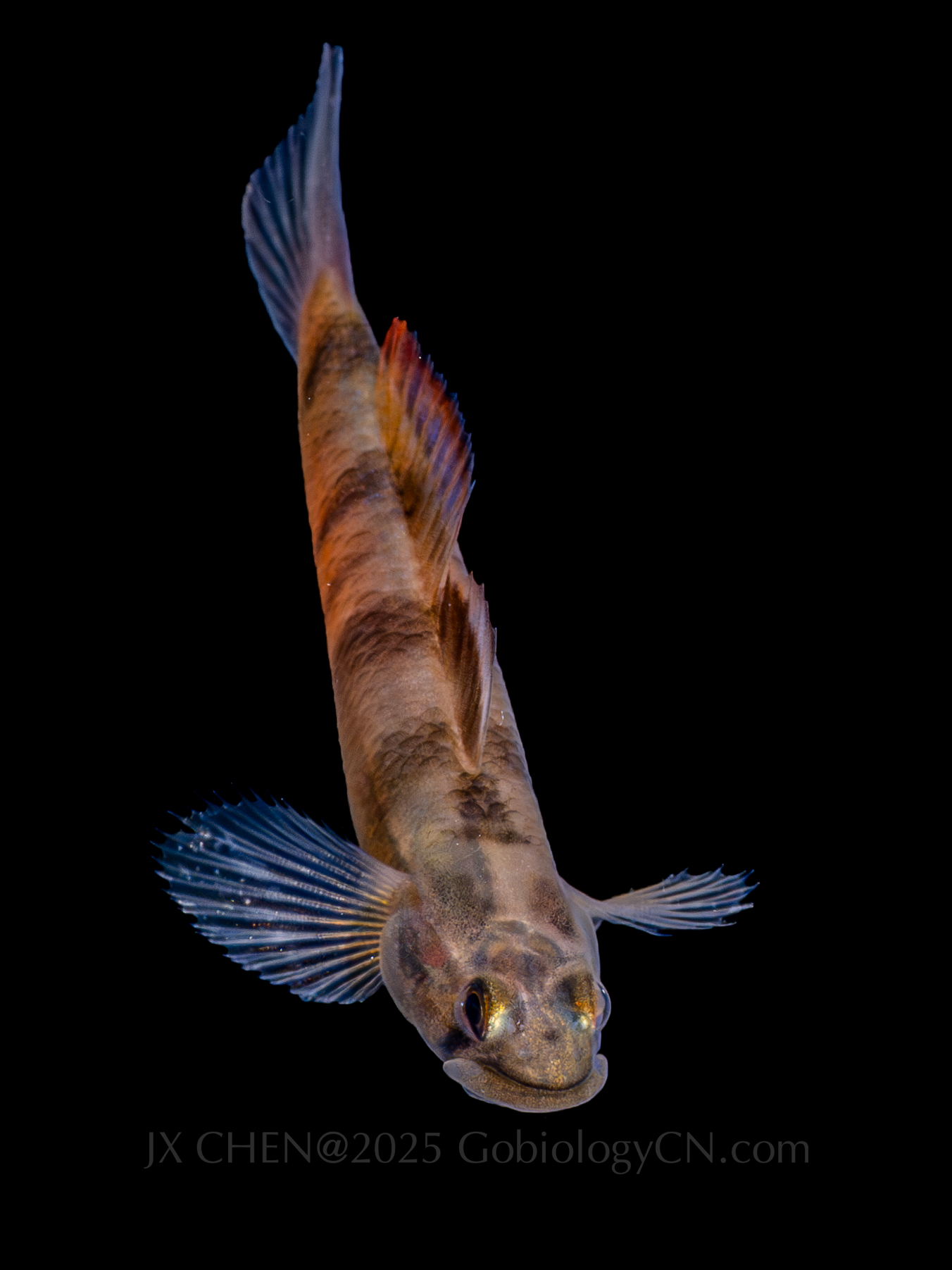 Sicyopus zosterophorus 2