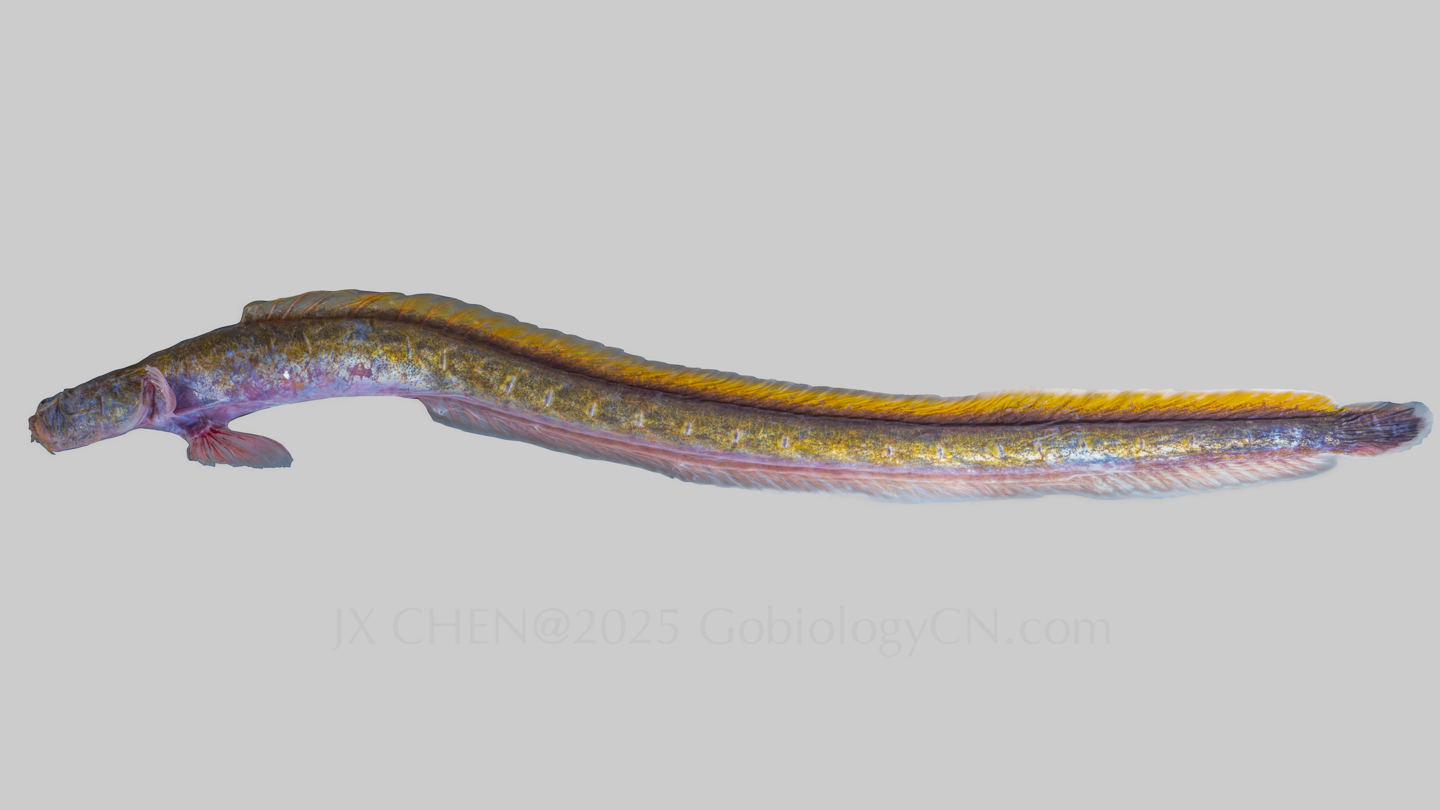 Taenioides cirratus 3