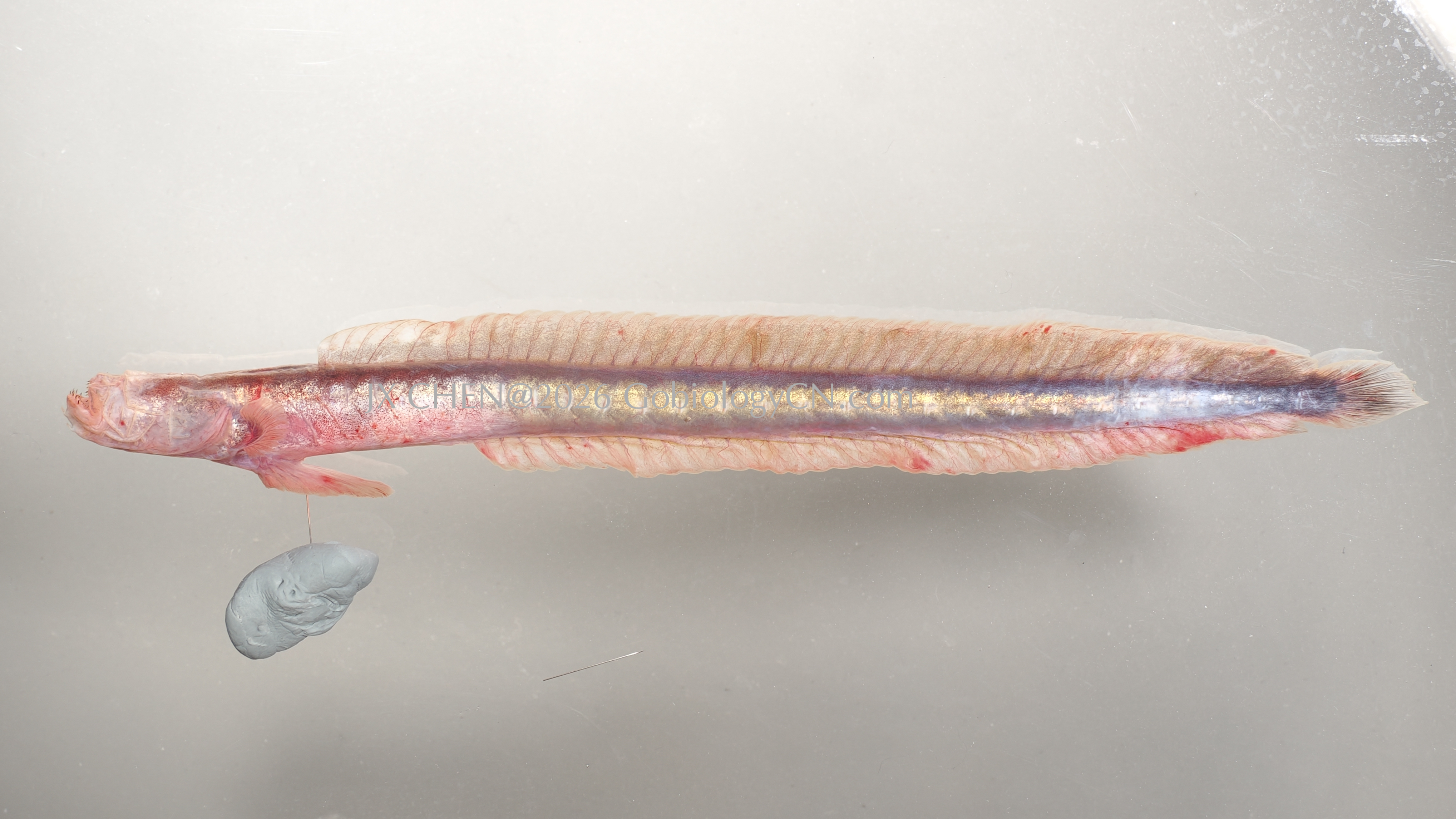 Taenioides gracilis 1