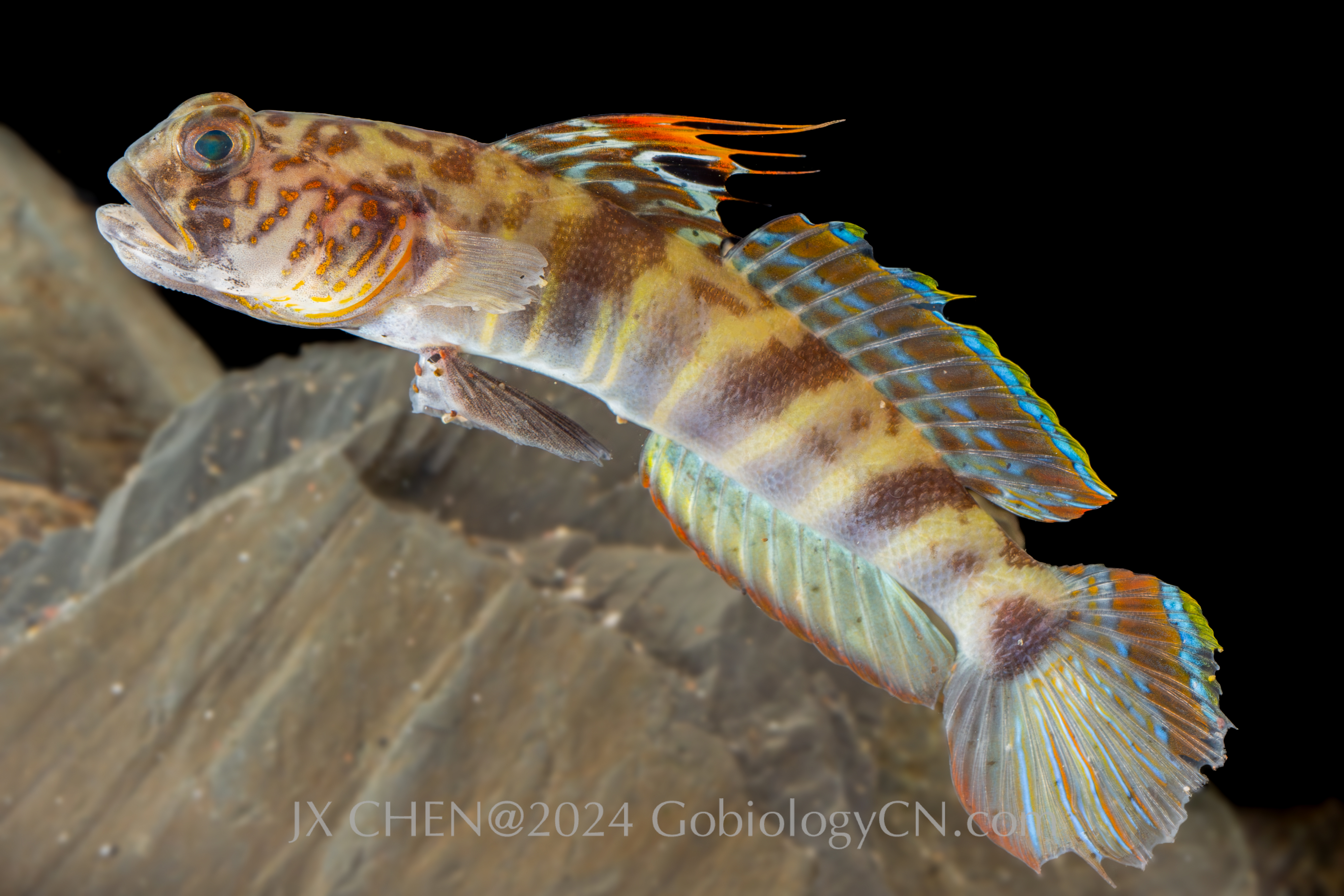 Tomiyamichthys cf. russus 1