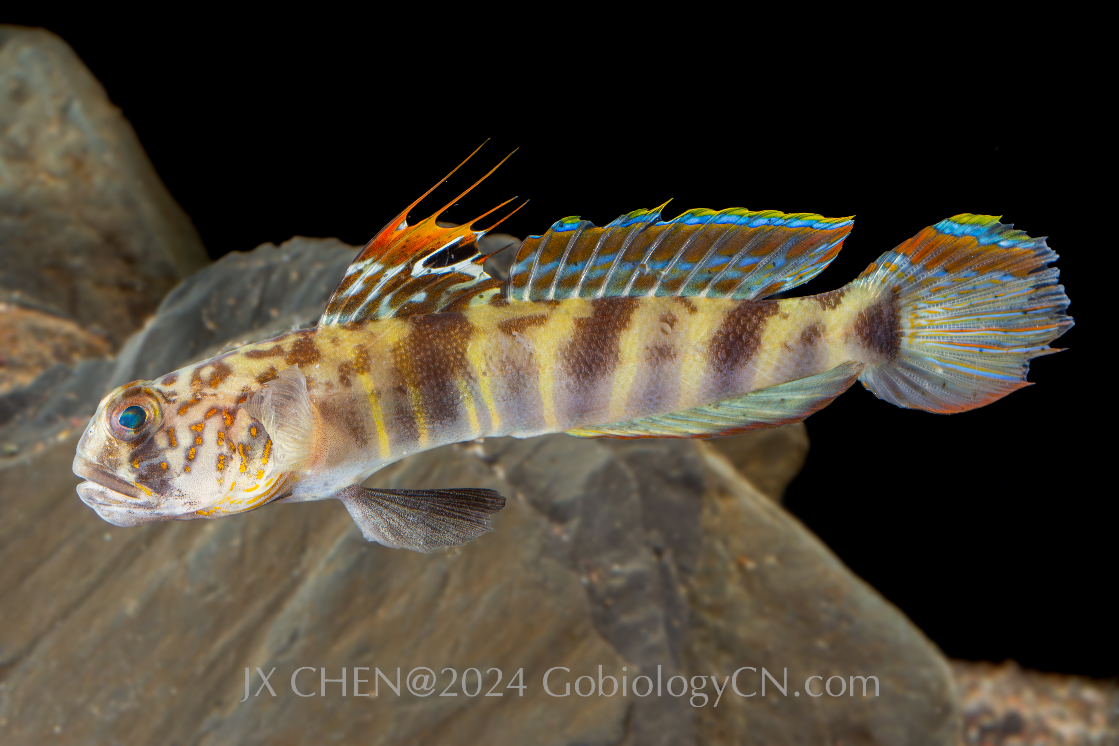 Tomiyamichthys cf. russus 1