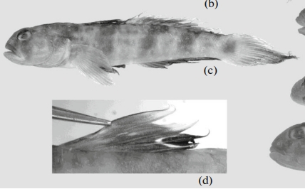 Tomiyamichthys cf. russus vietnam