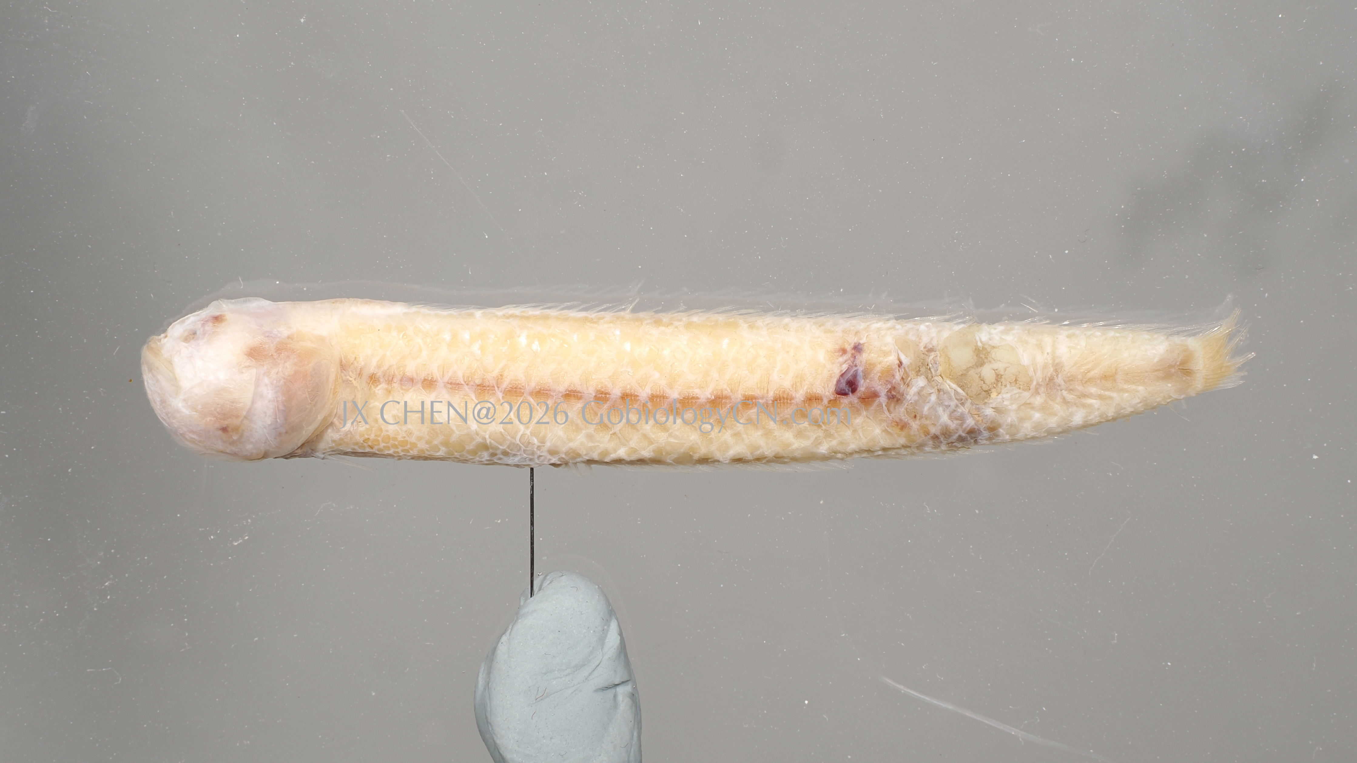 Trypauchenichthys sumatrensis