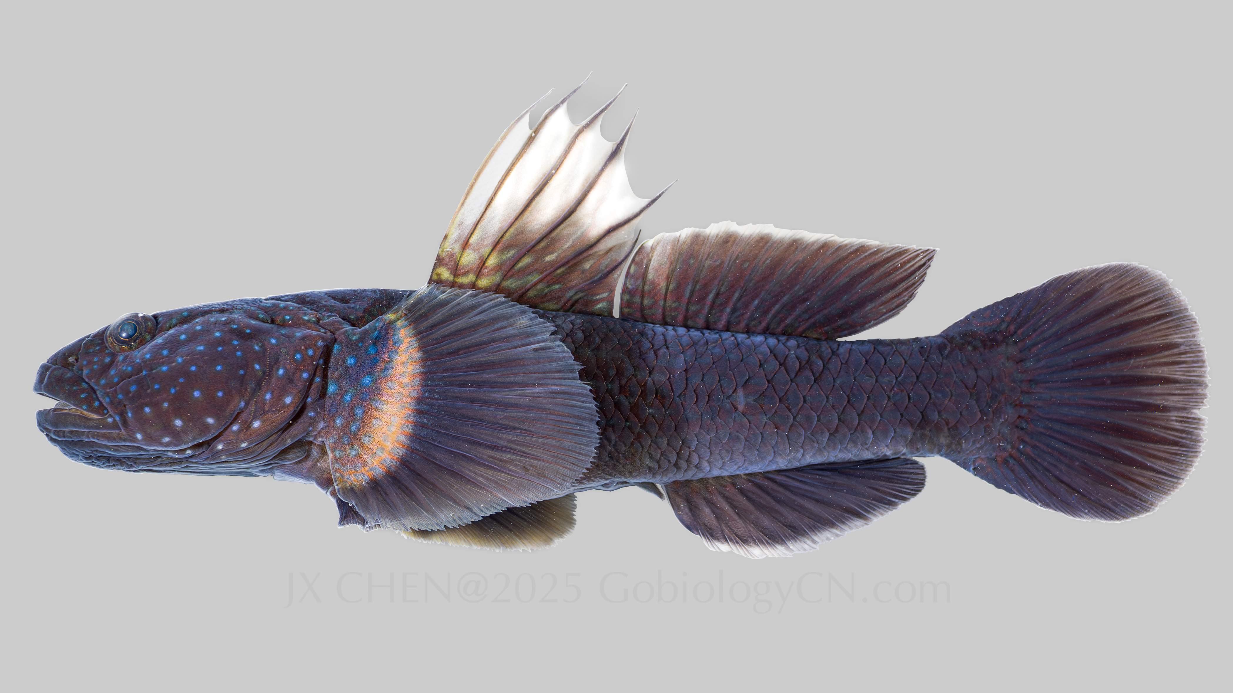 Tridentiger brevispinis 3