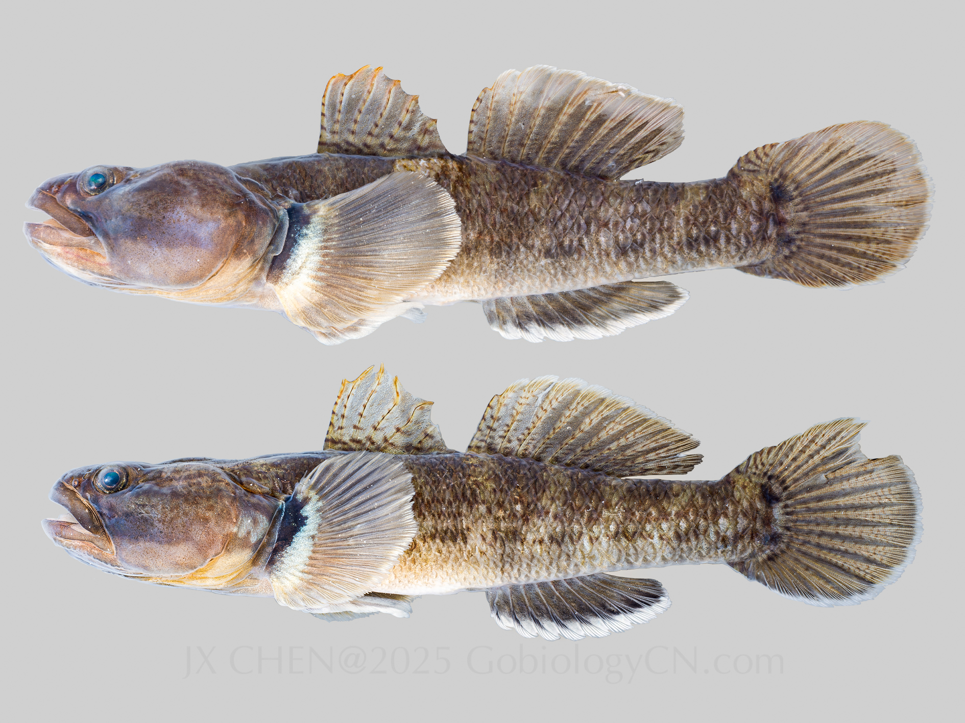 Tridentiger nudicervicus 2