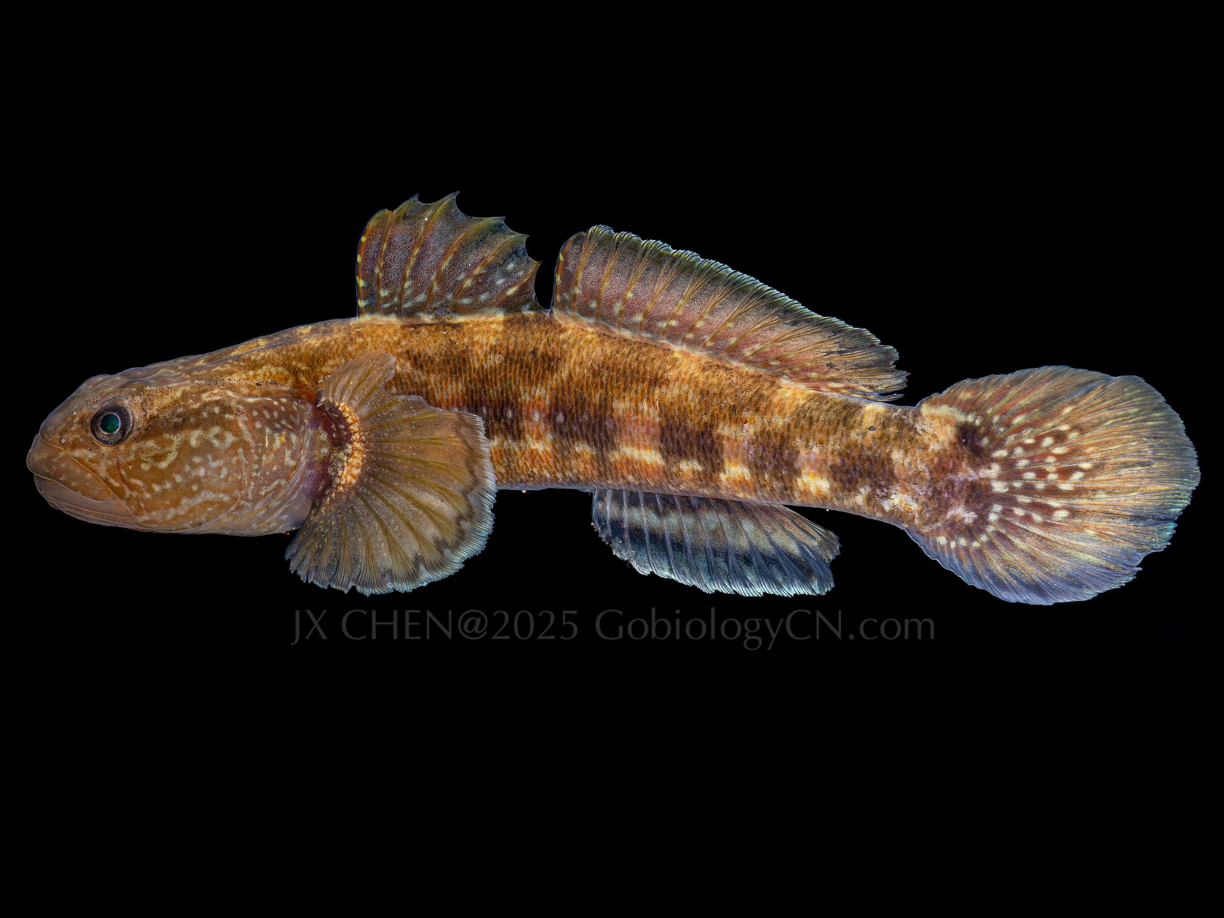 Tridentiger trigonocephalus 4