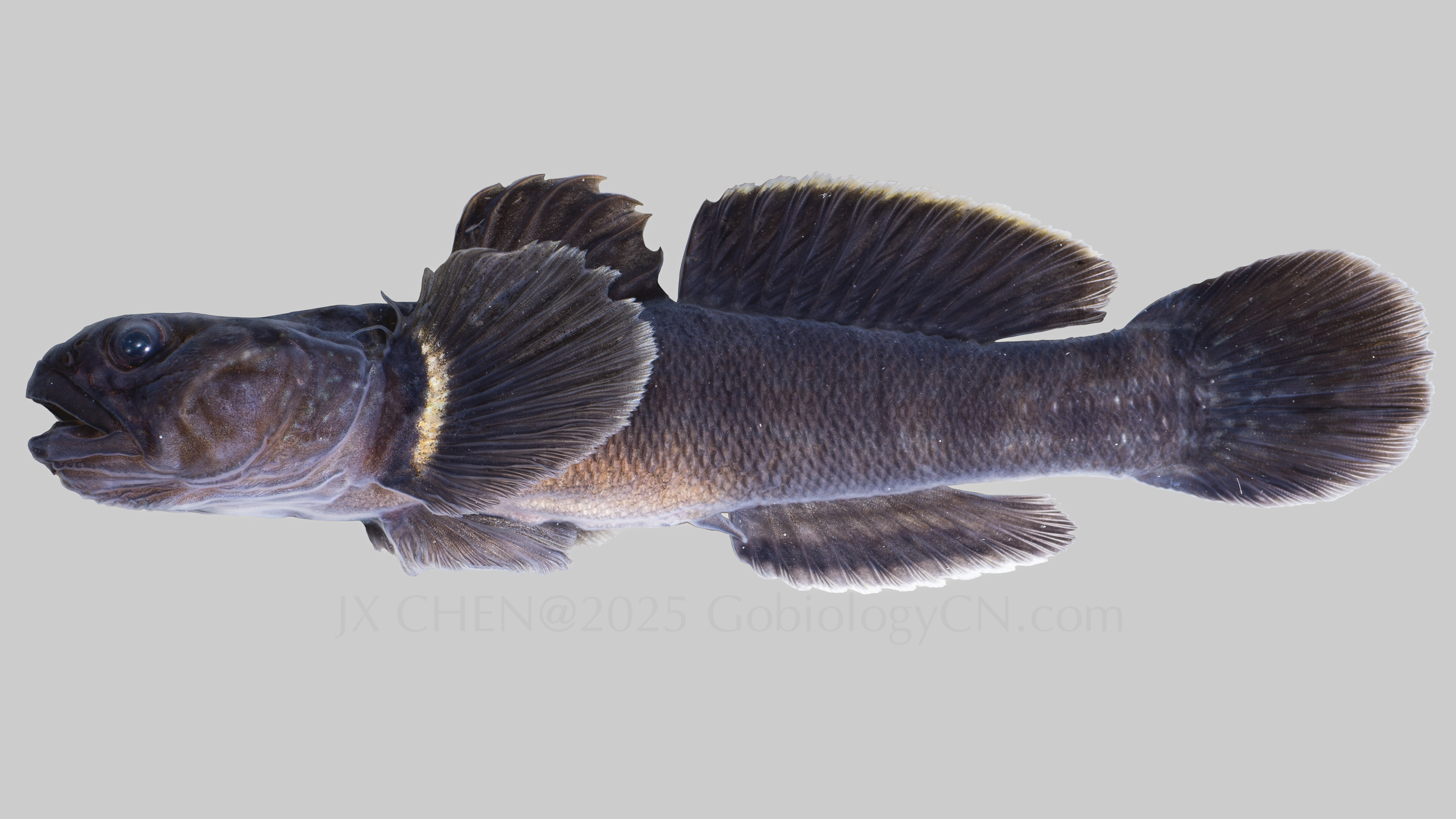 Tridentiger trigonocephalus 5
