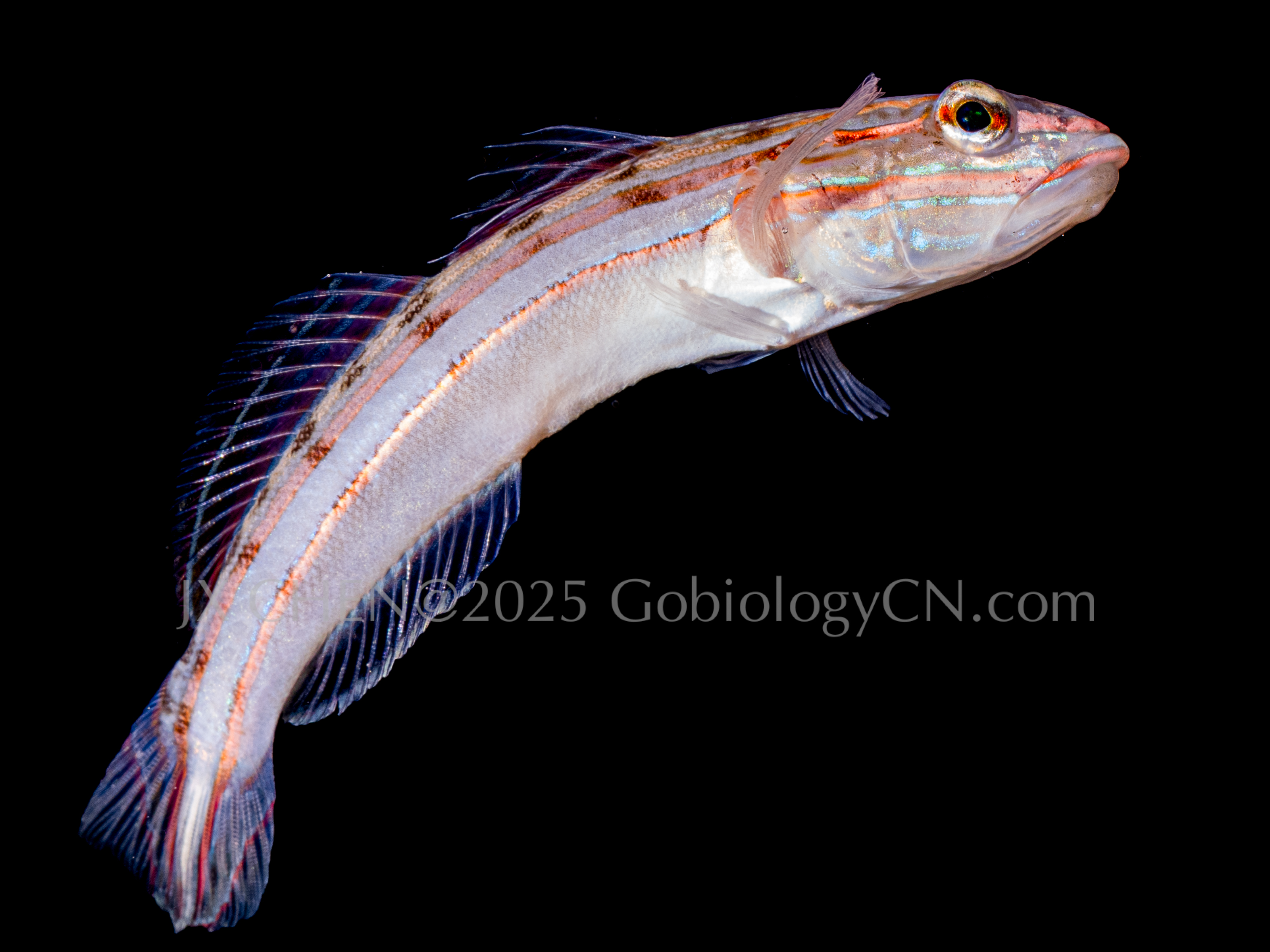 Valenciennea immaculata
