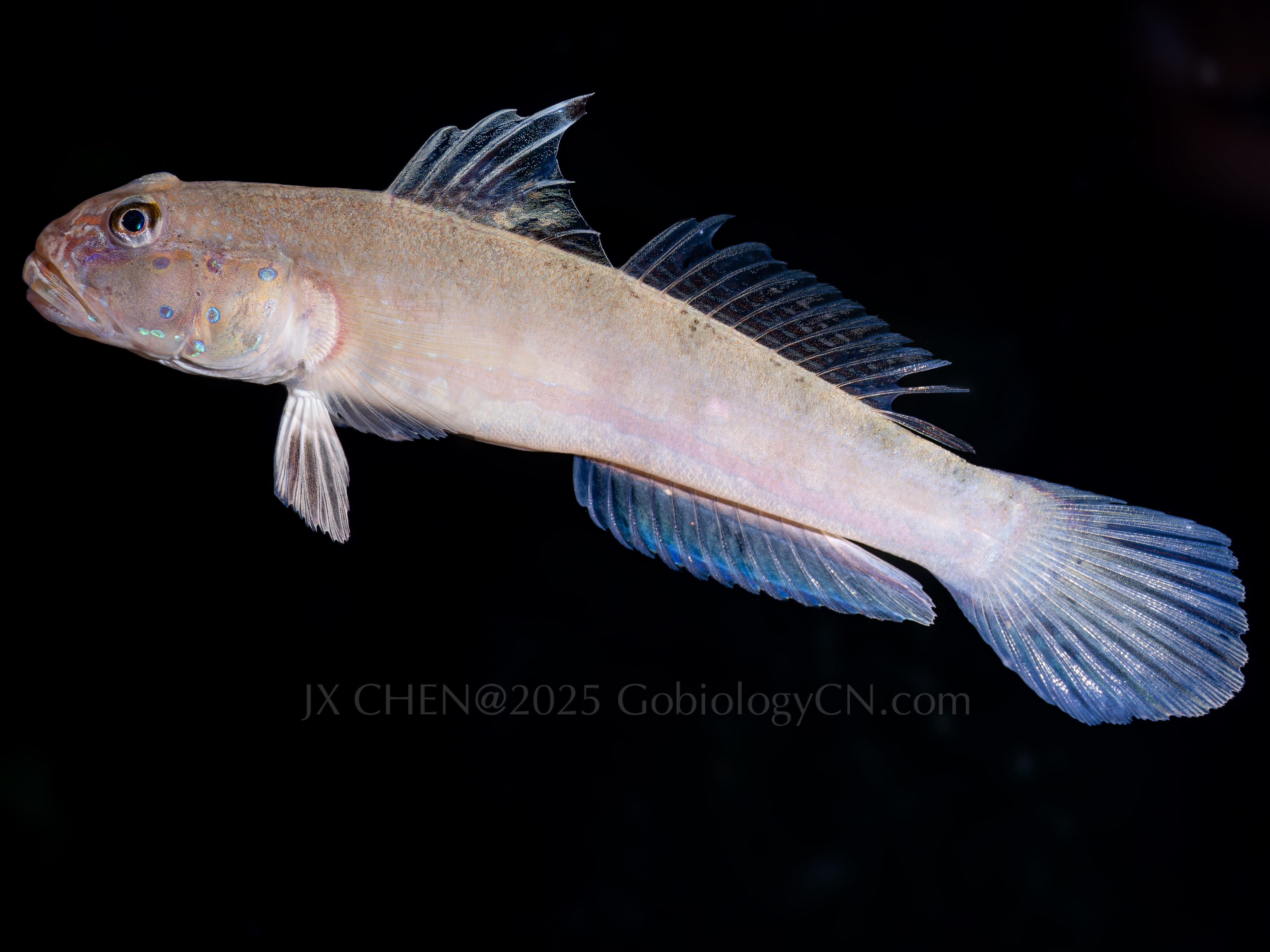 Valenciennea sexguttata 1