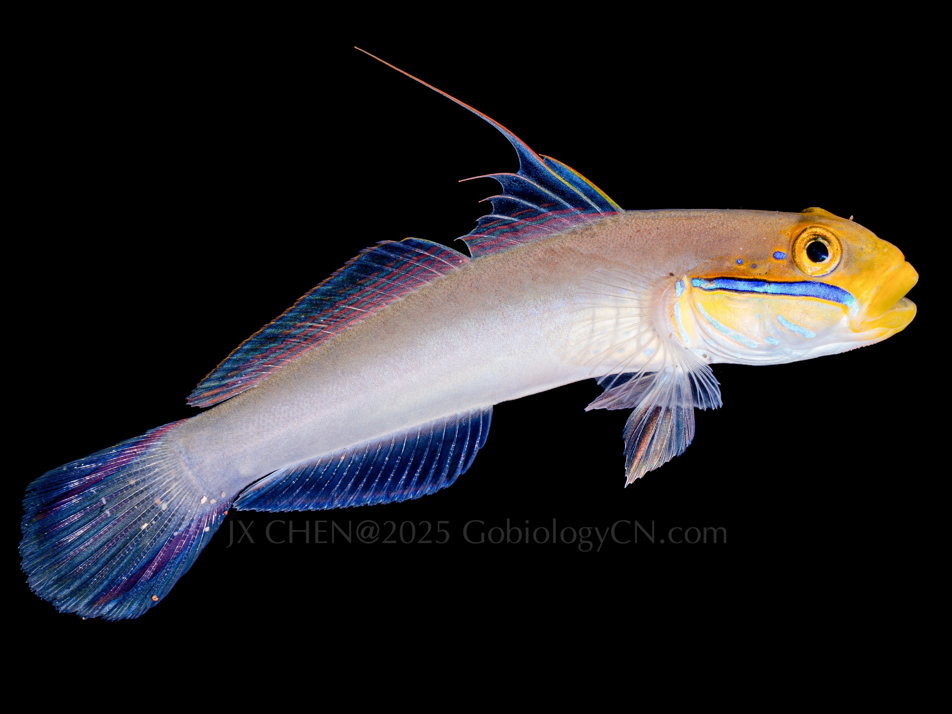 Valenciennea strigata 1