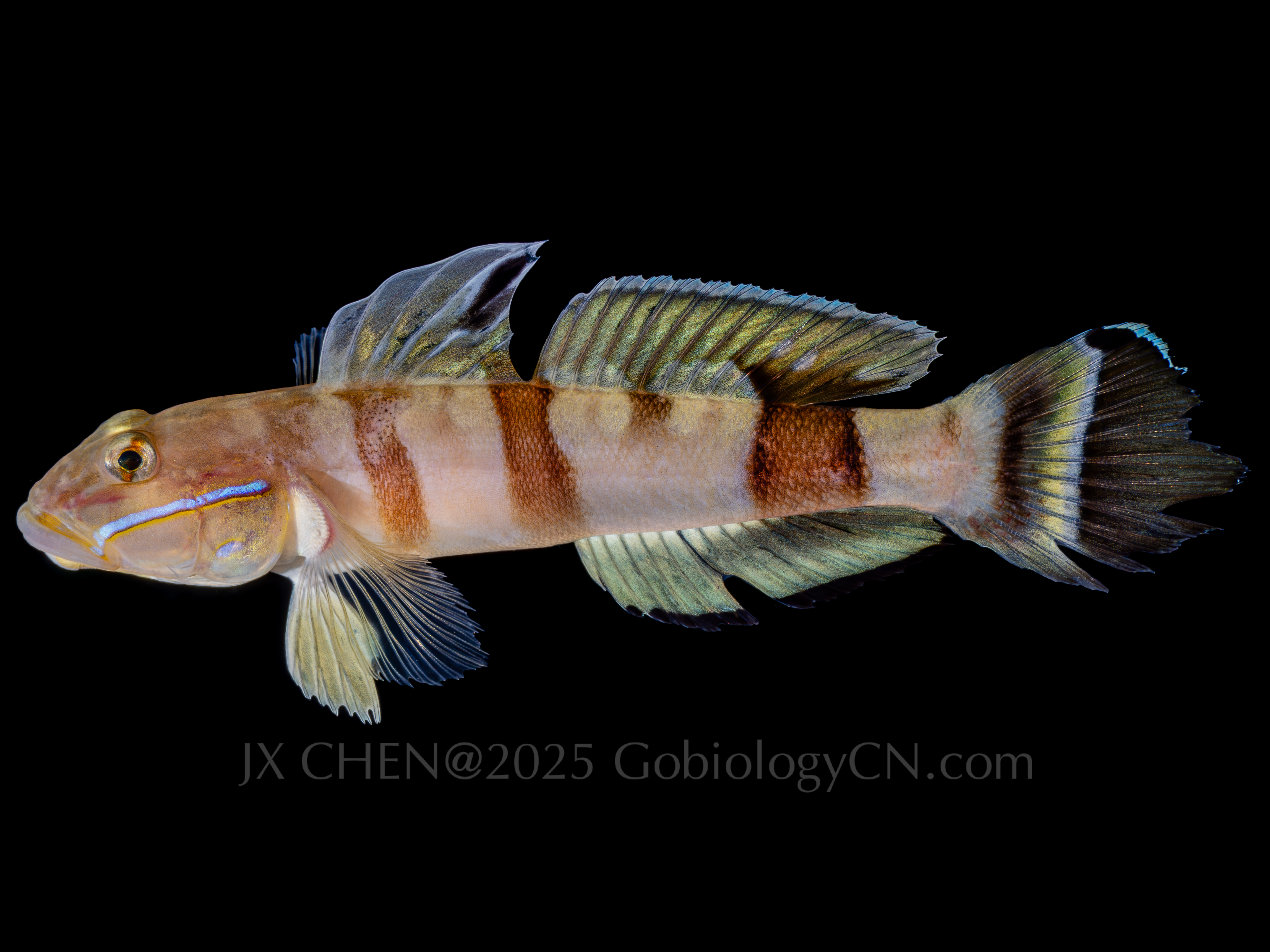 Valenciennea wardii sanya