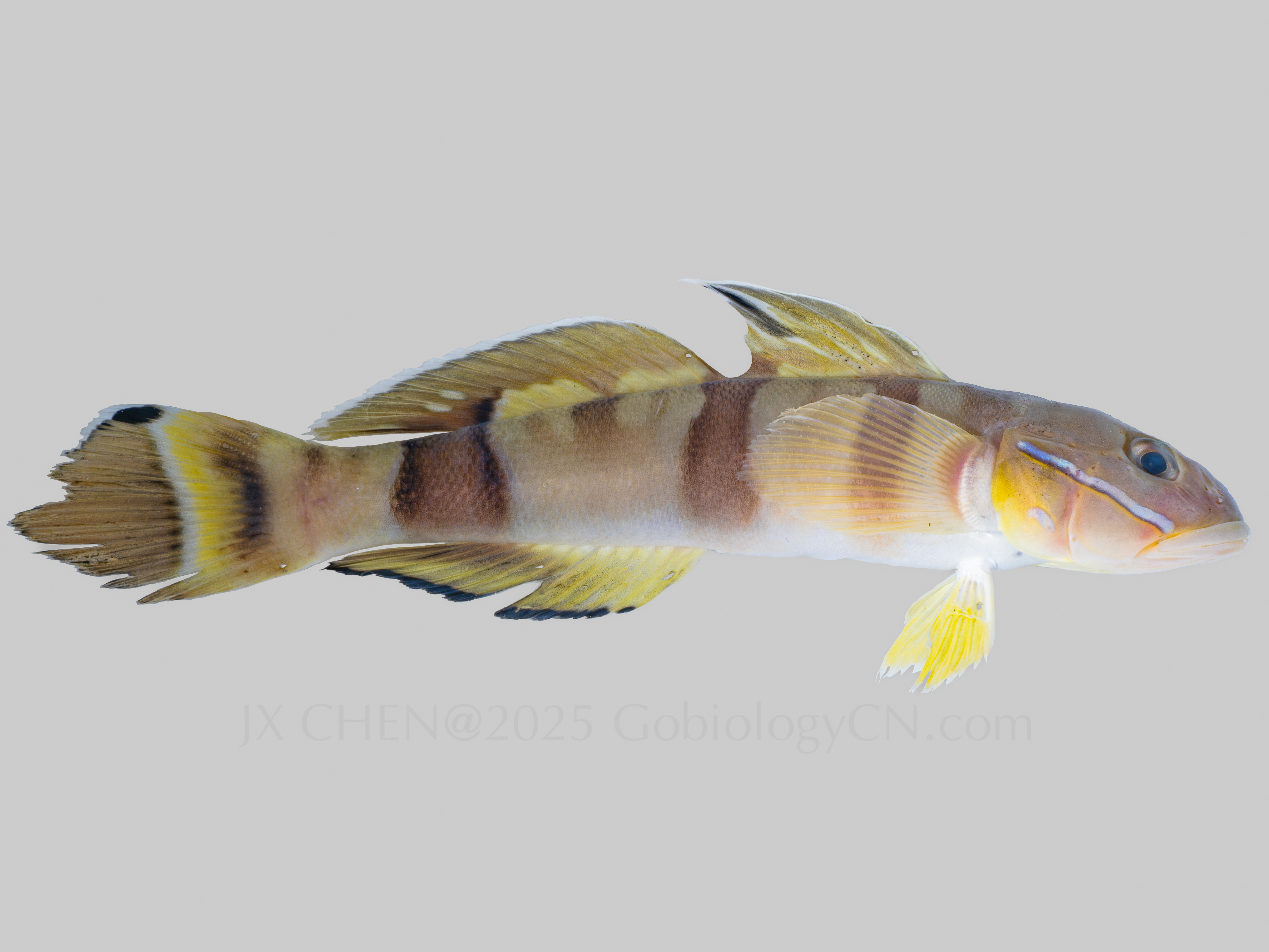 Valenciennea wardii sanya specimen
