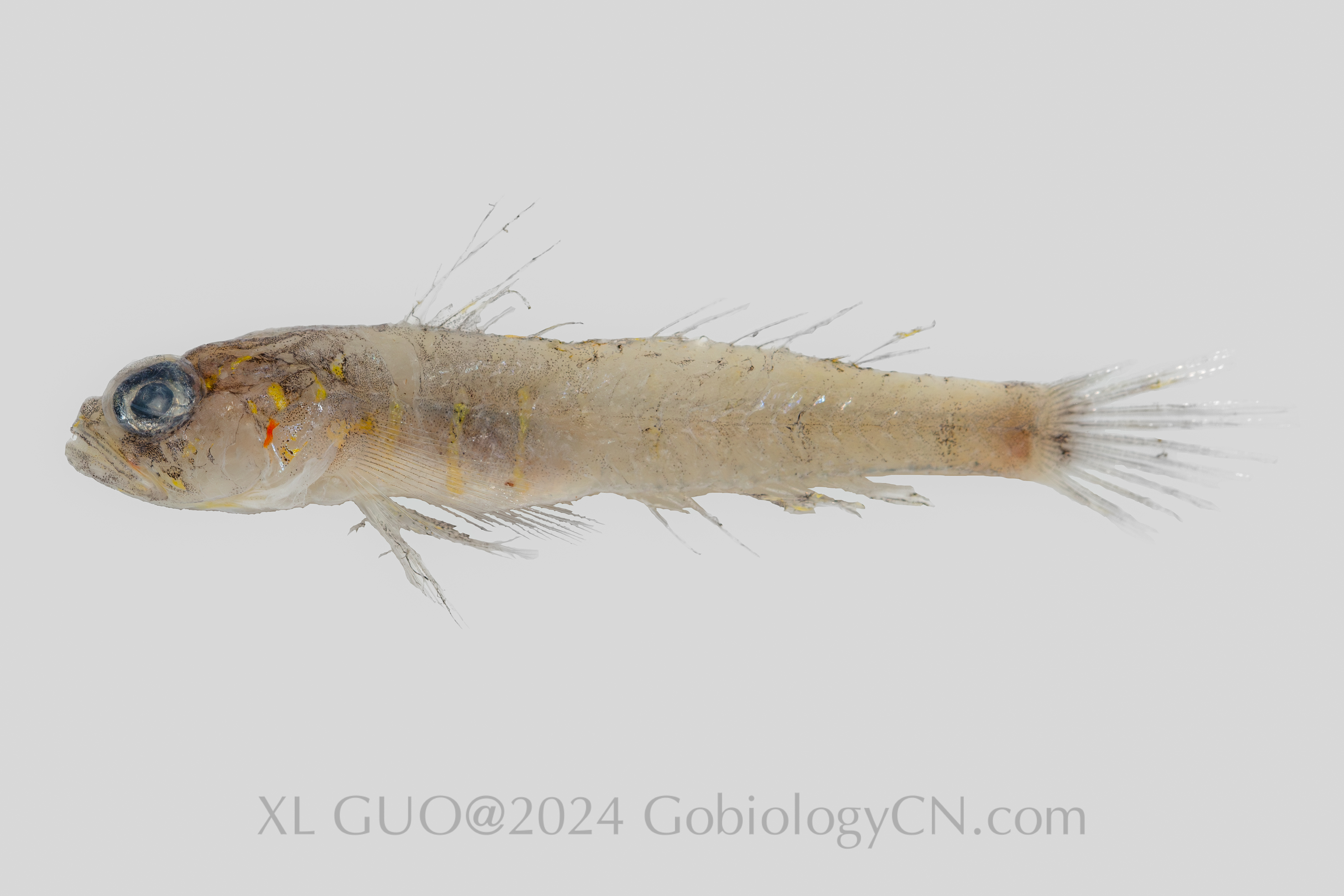 Vanderhorstia puncticeps