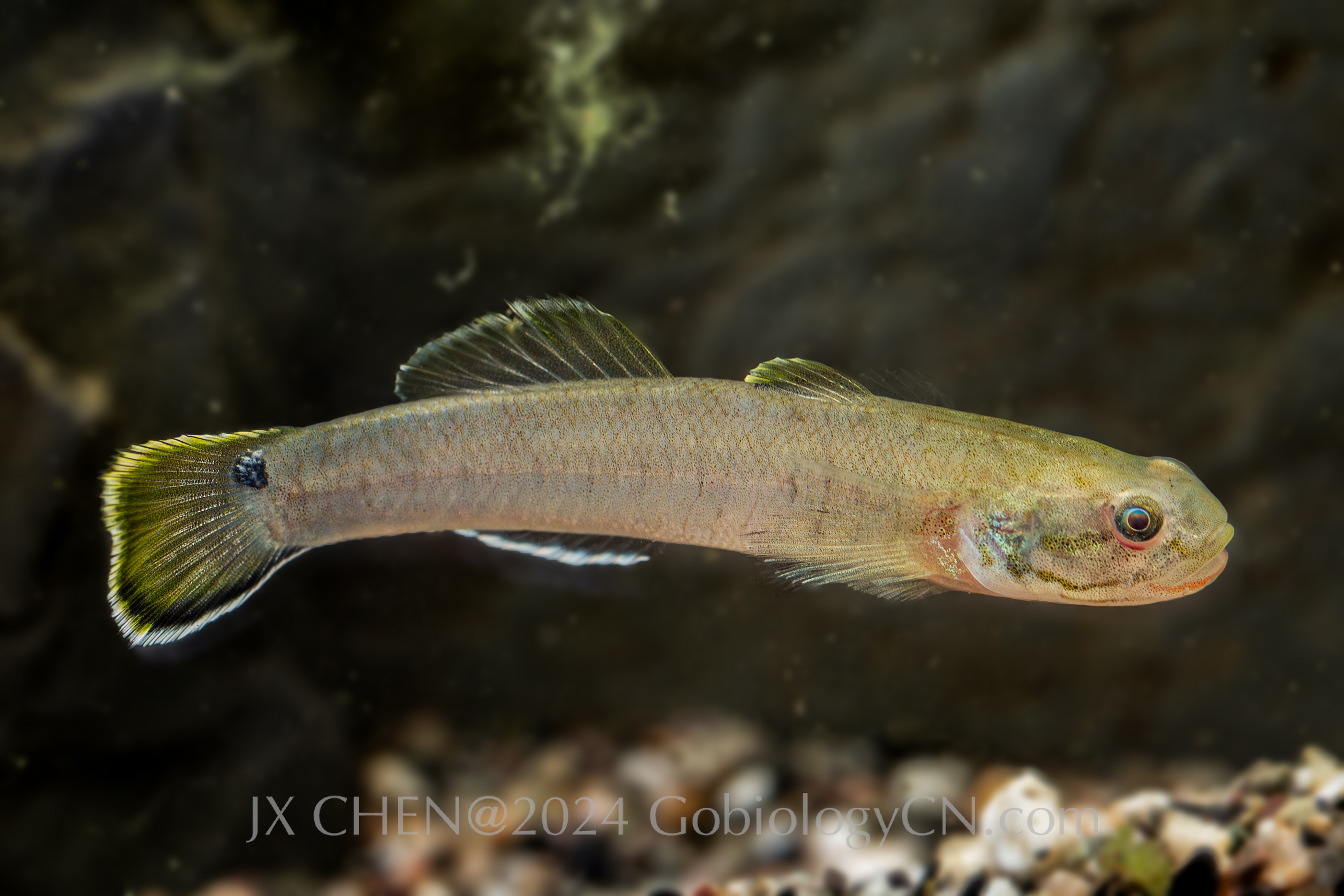 Wuhanlinigobius polylepis