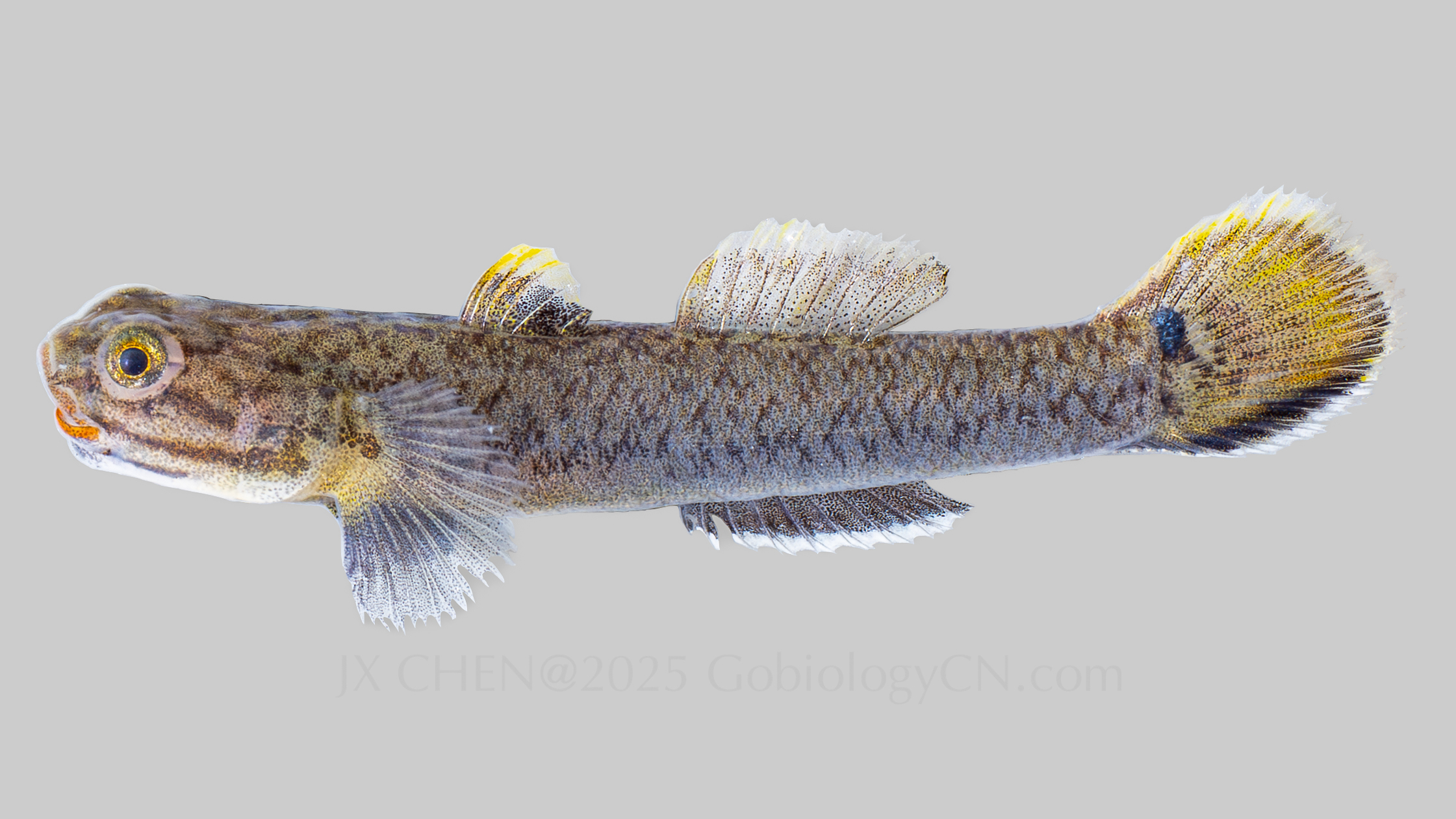Wuhanlinigobius polylepis