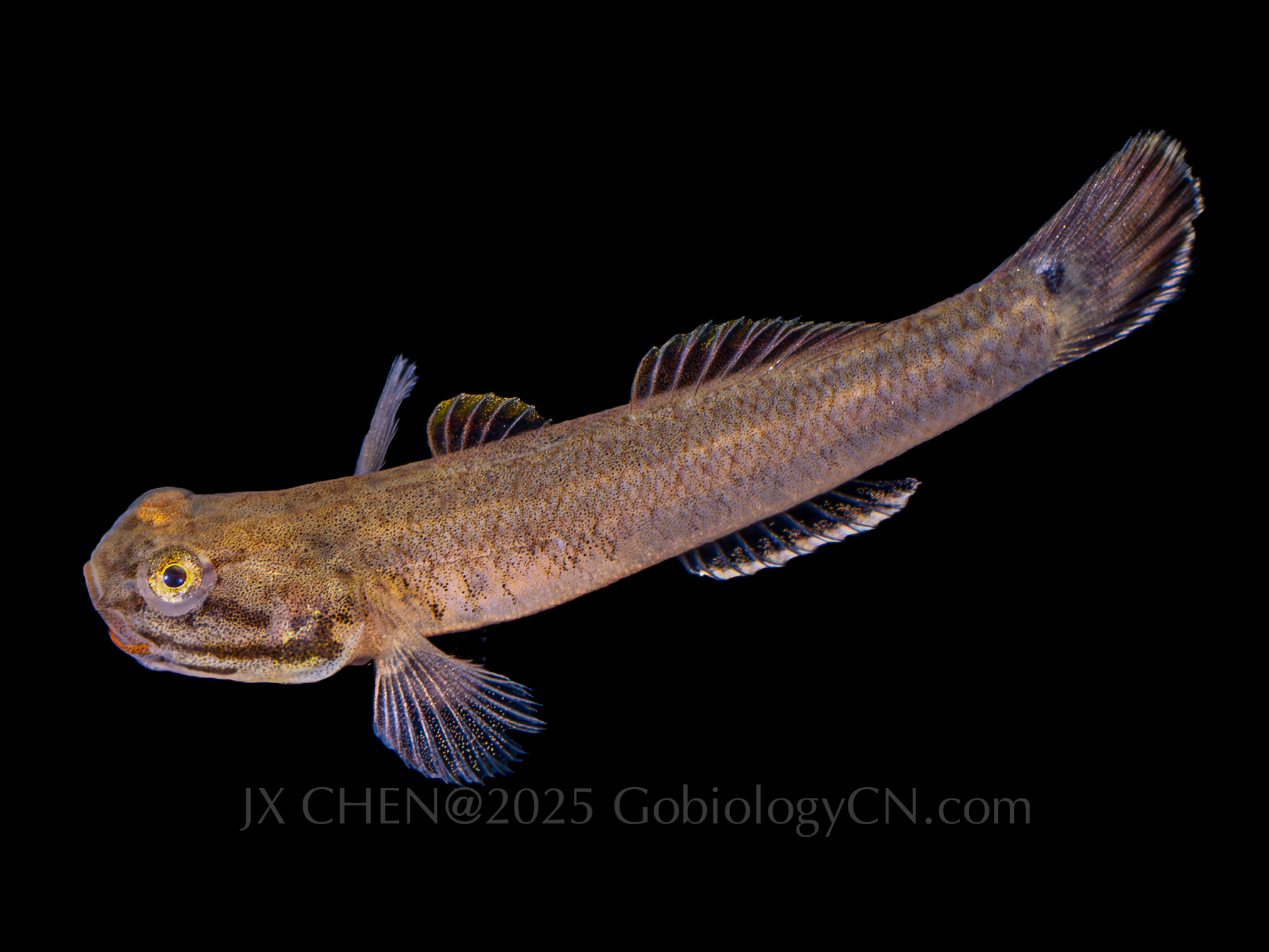 Wuhanlinigobius polylepis