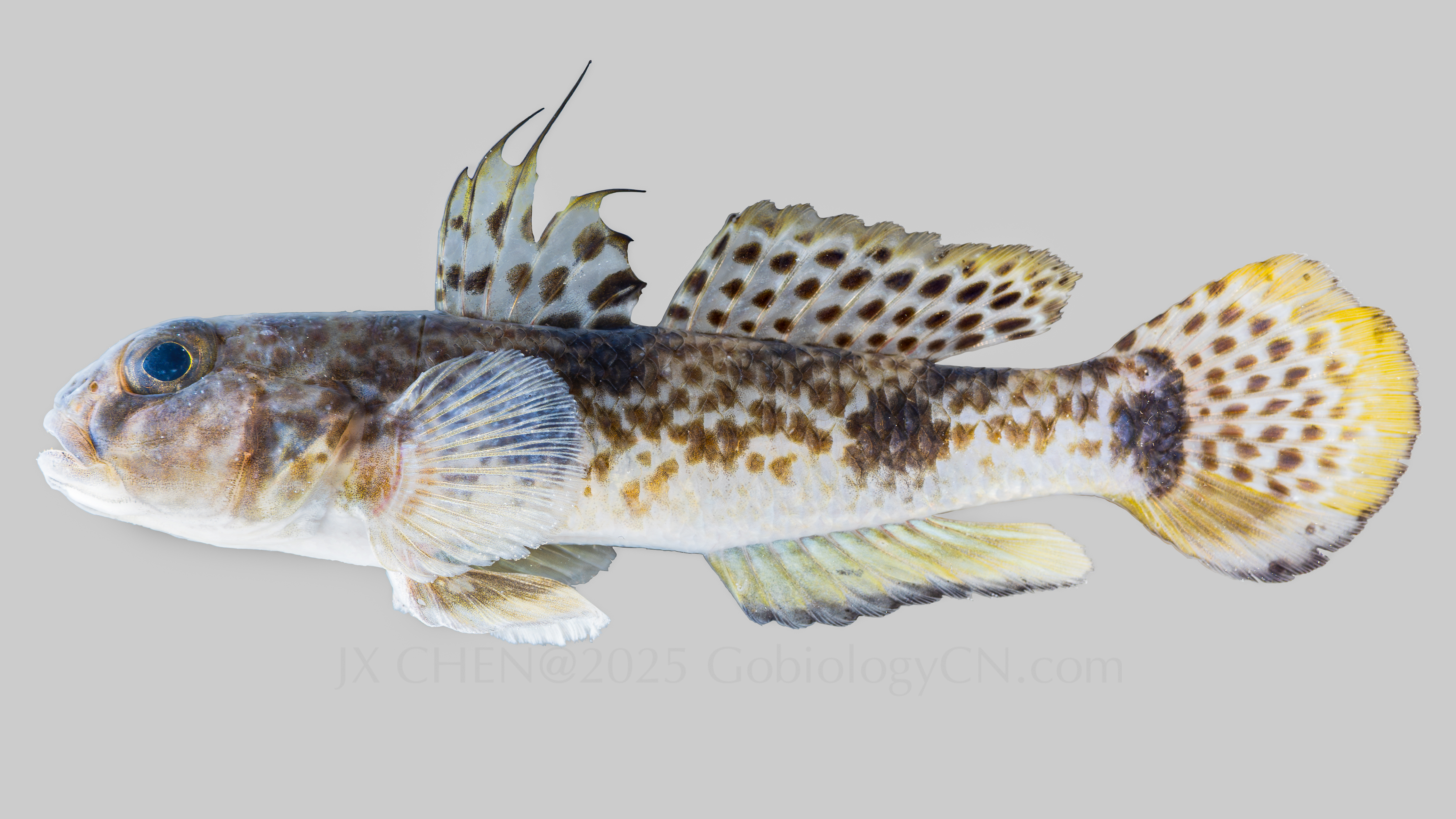 Yongeichthys nebulosus 1