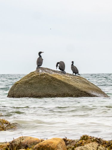 Cormorants