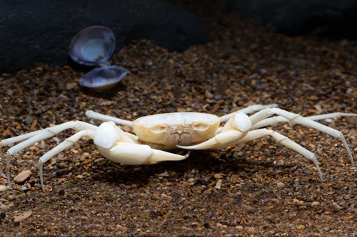 Diyutamon cereum