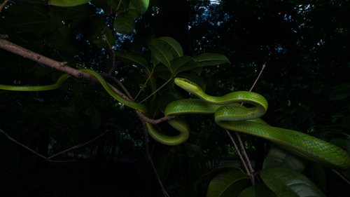 Gonyosoma frenatum