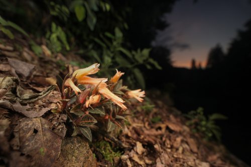 Goodyera biflora