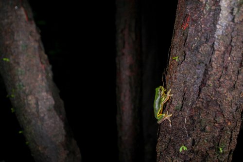 Hyla