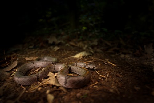 Oligodon chinensis