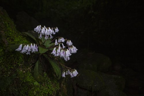Oreocharis