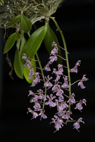 Phalaenopsis